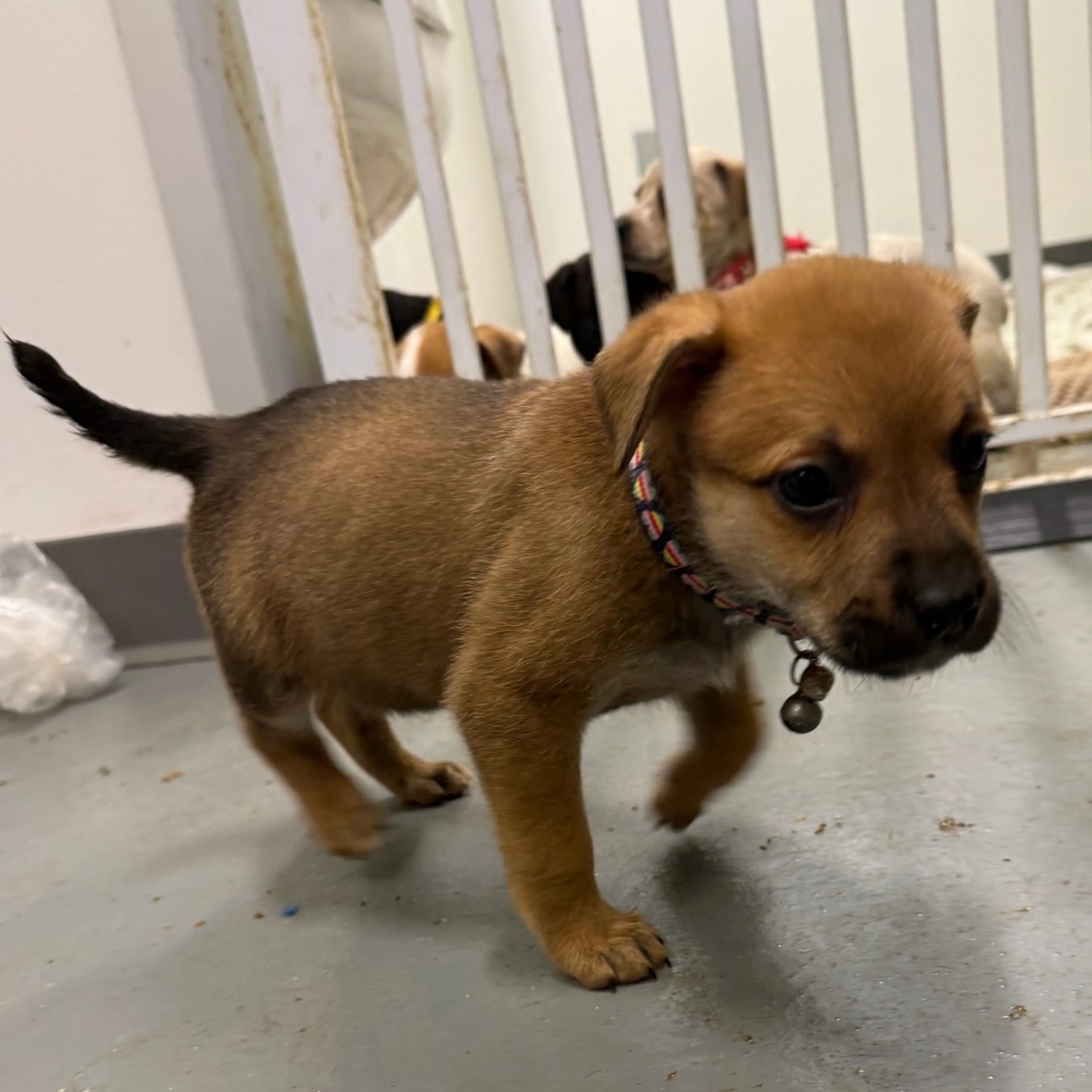 Found pet-2