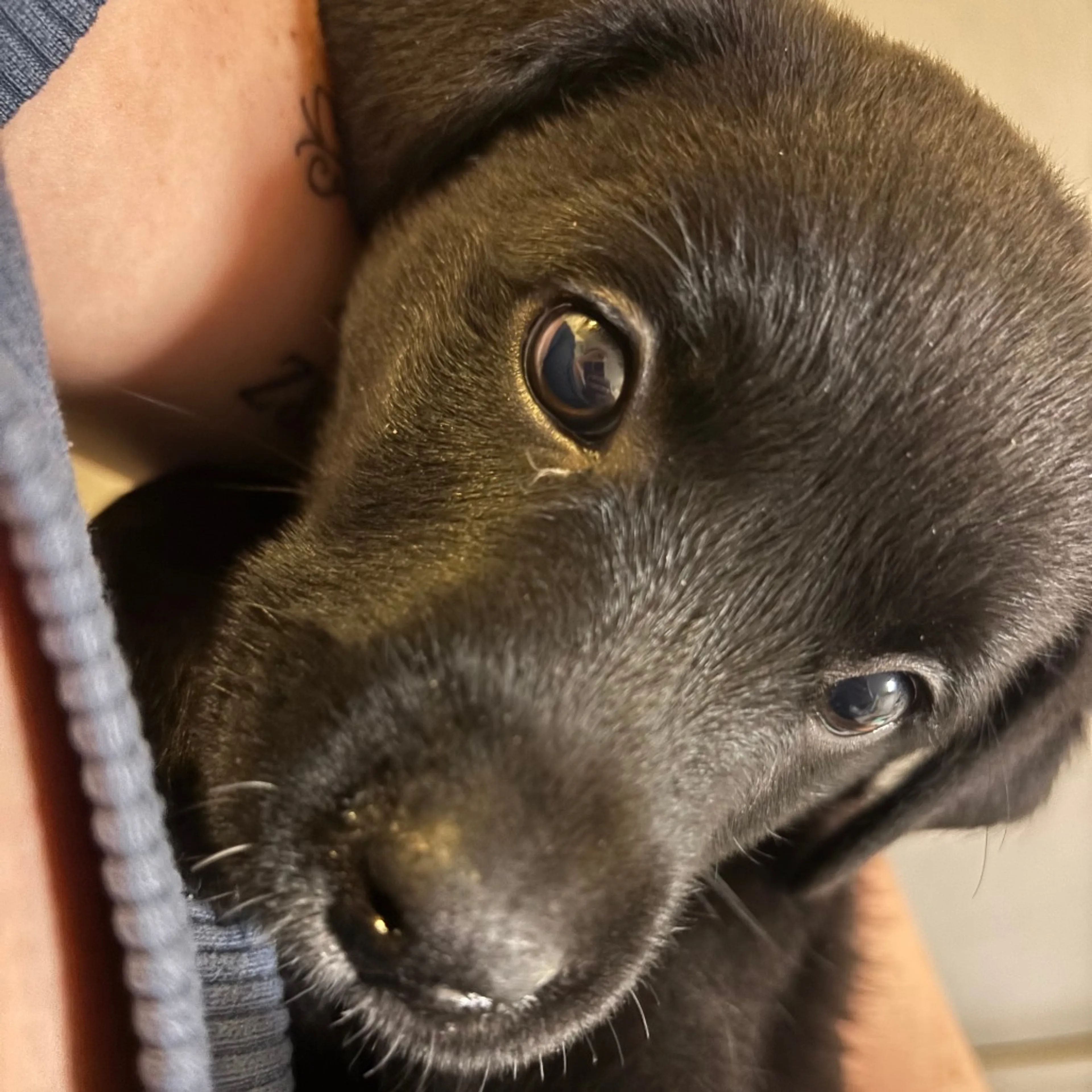 Found pet-2