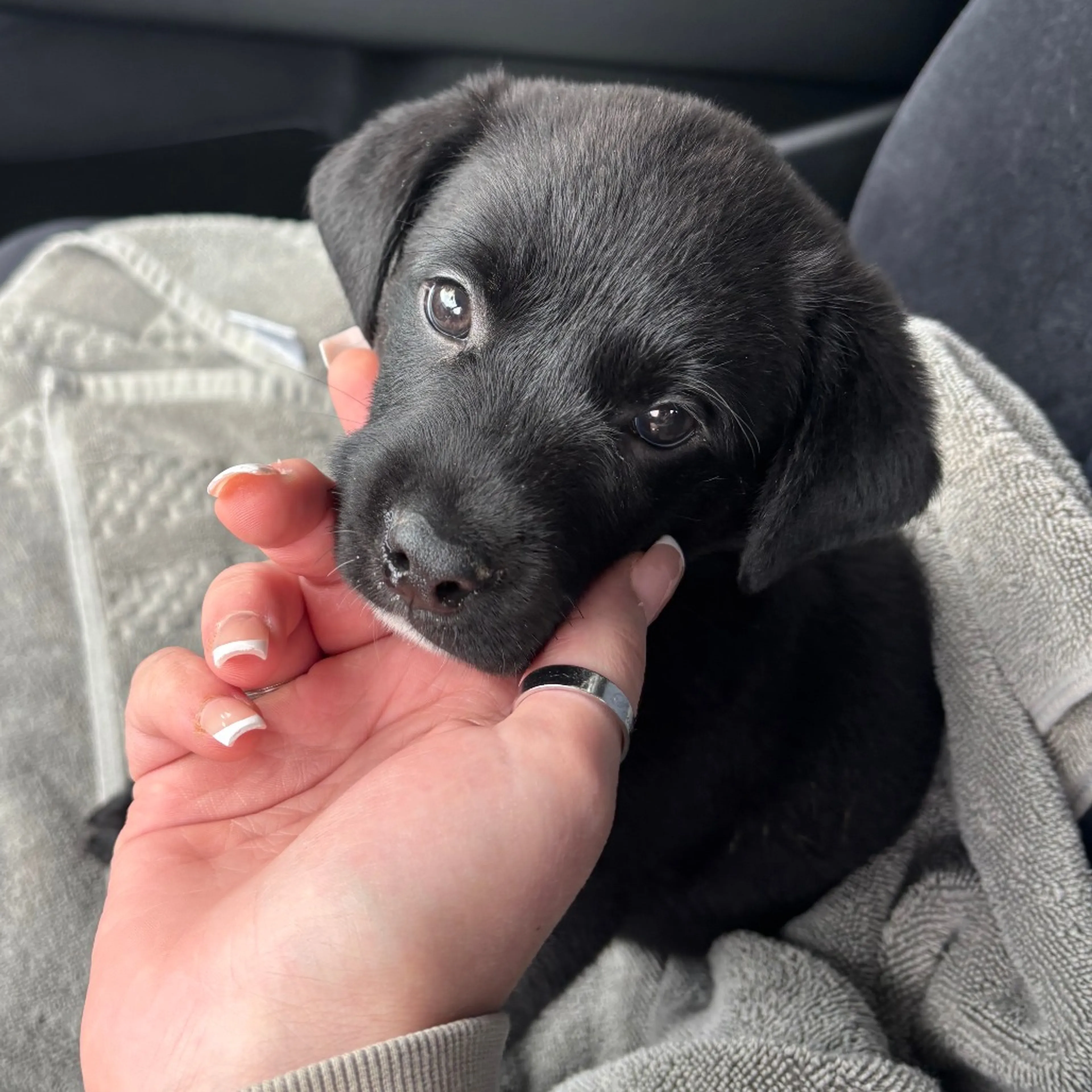 Found pet-3