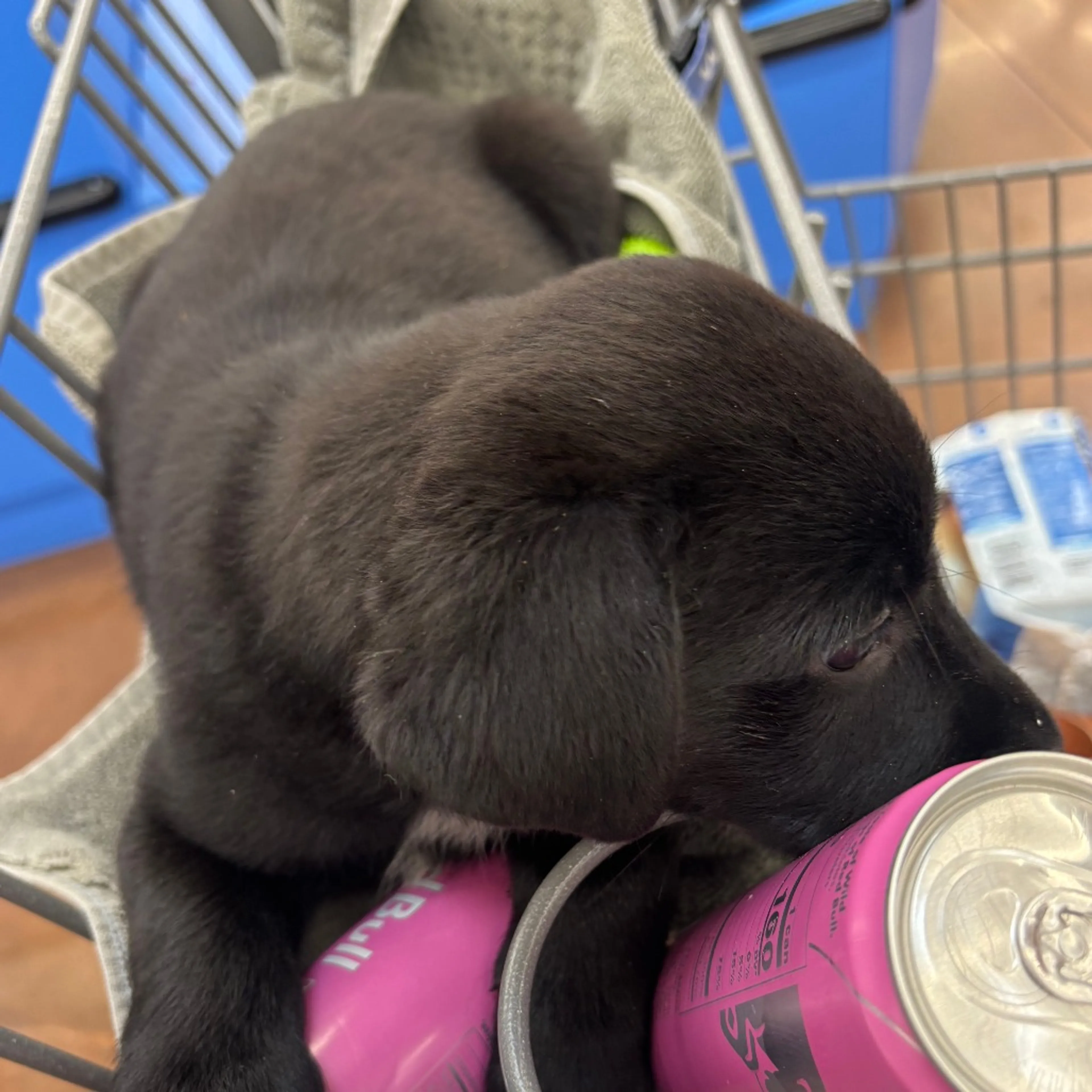 Found pet-4