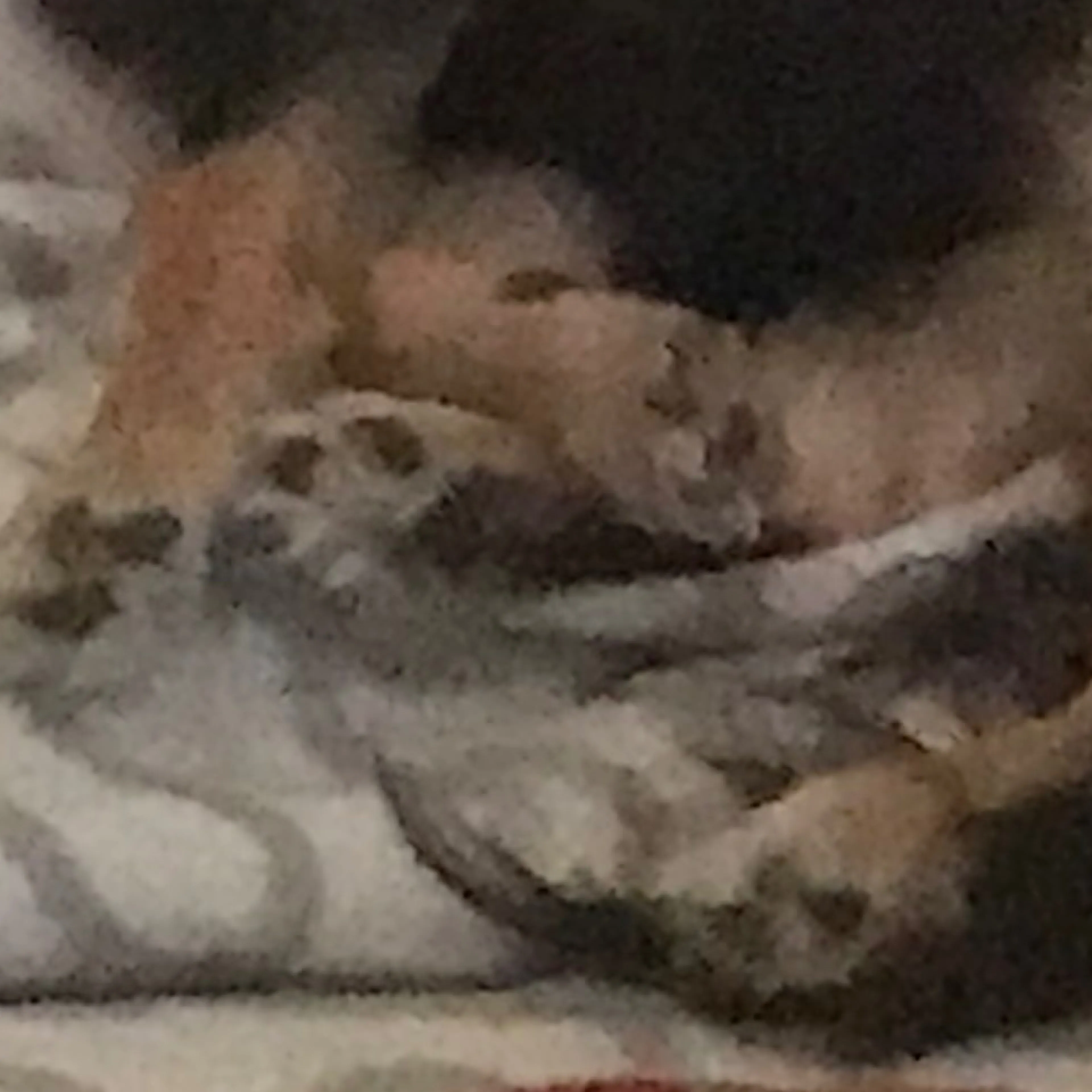 Lost pet-3