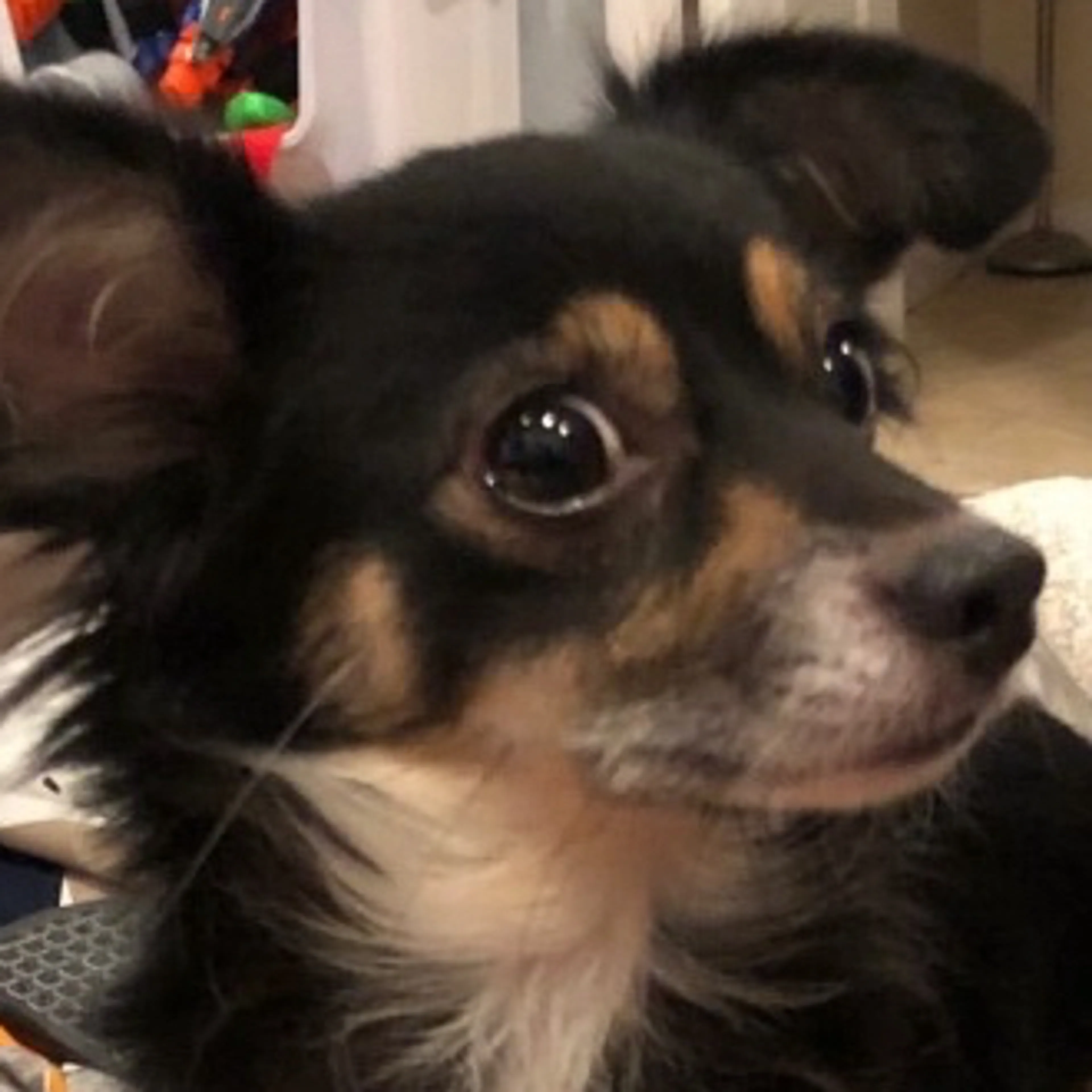 Lost pet-2