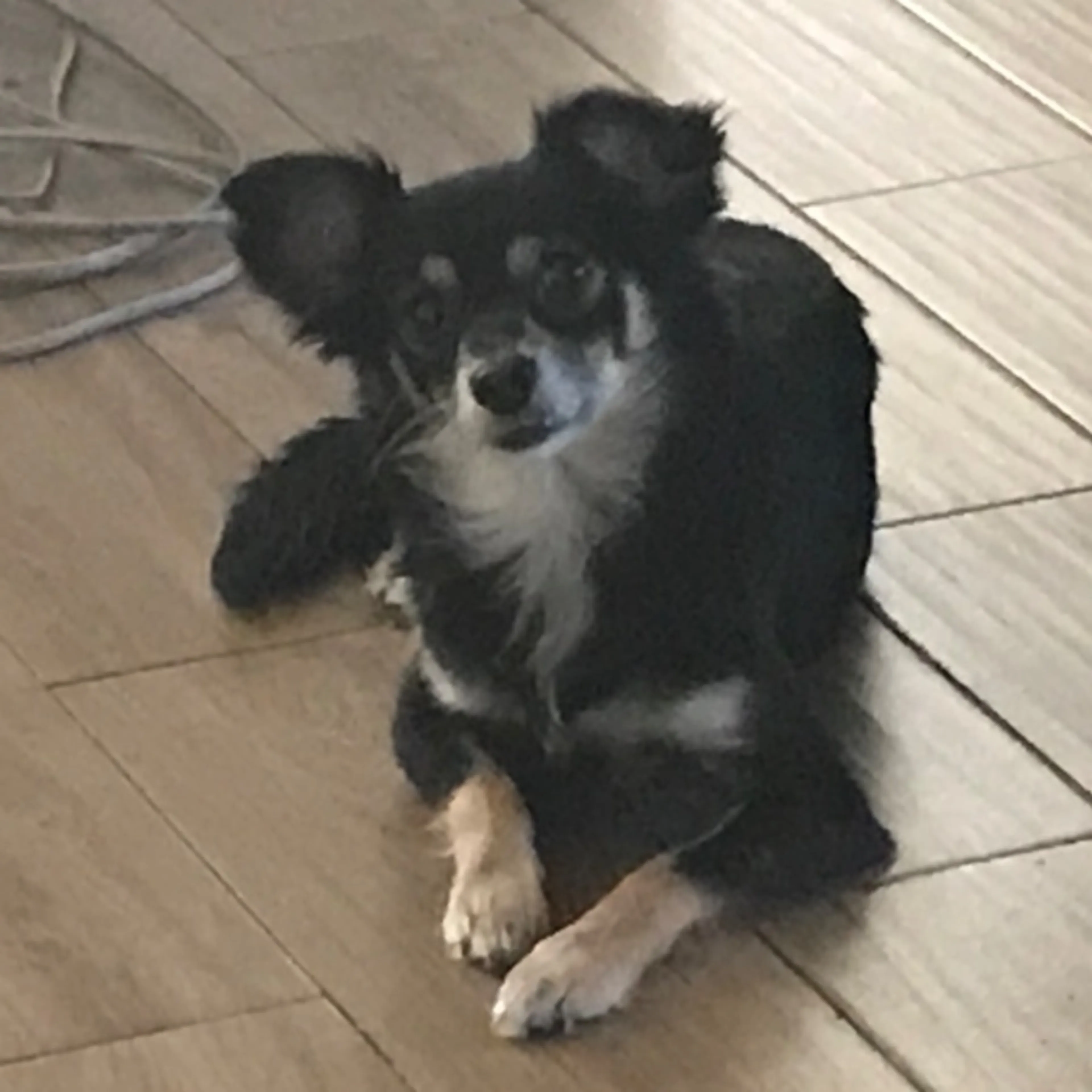 Lost pet-0