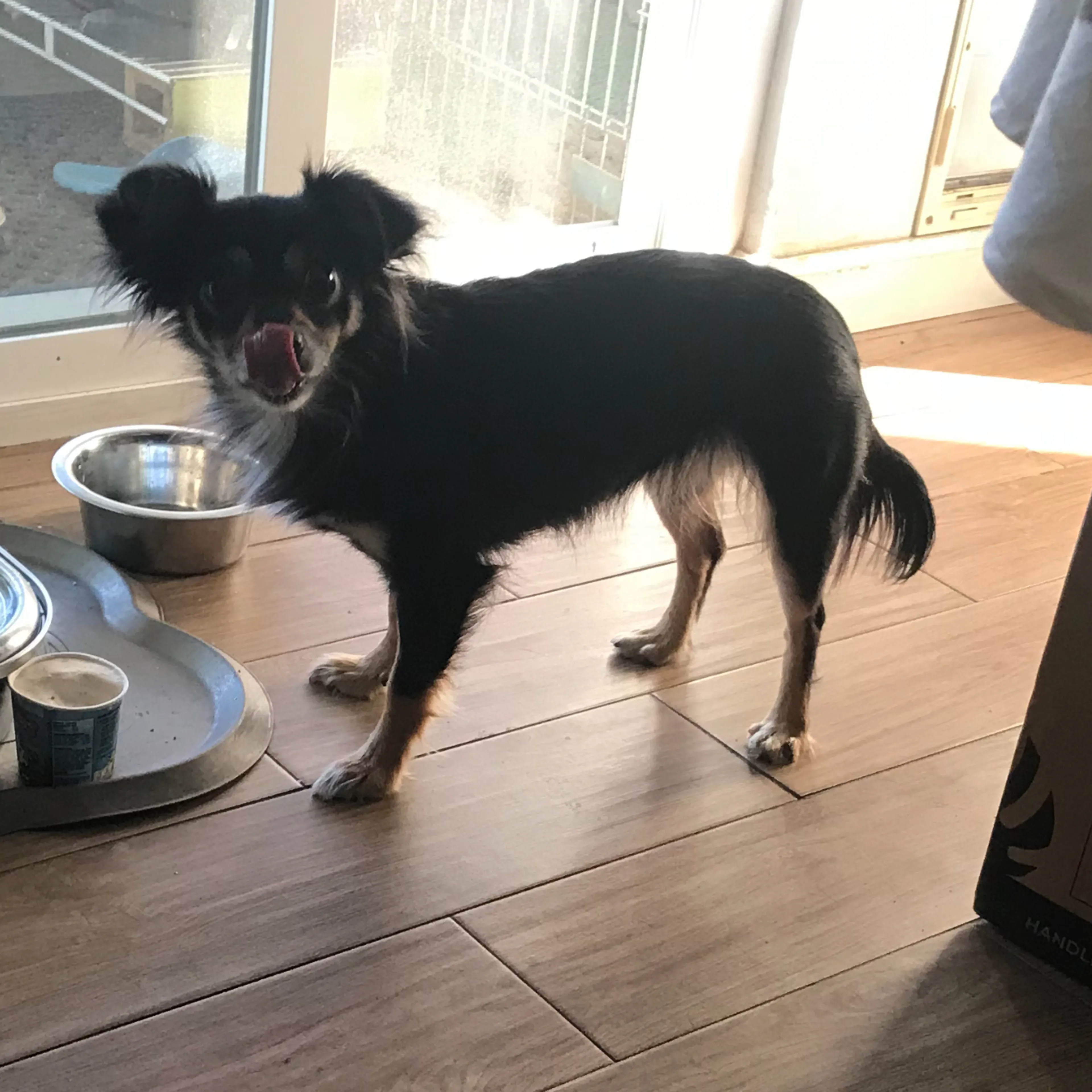 Lost pet-1