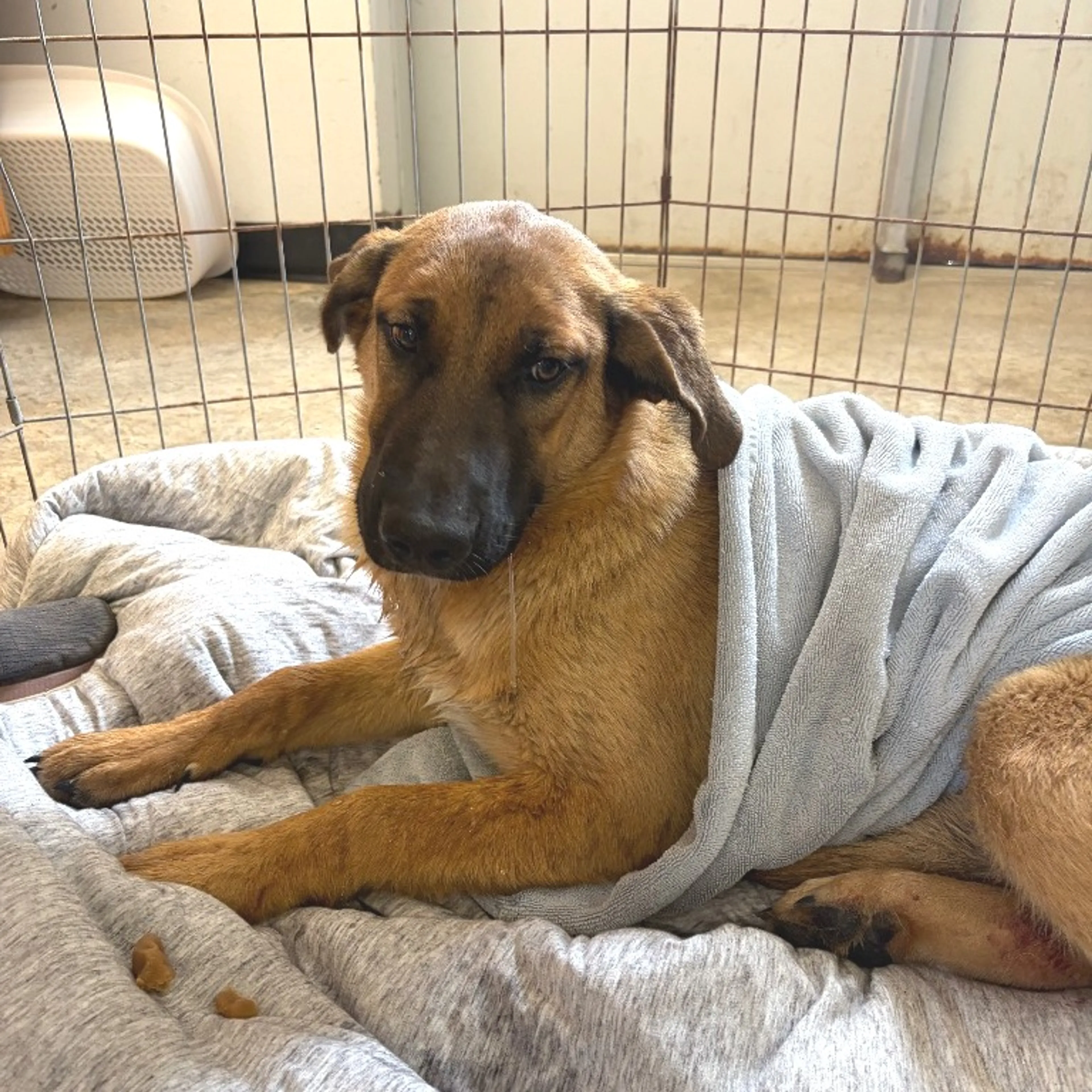 Found pet