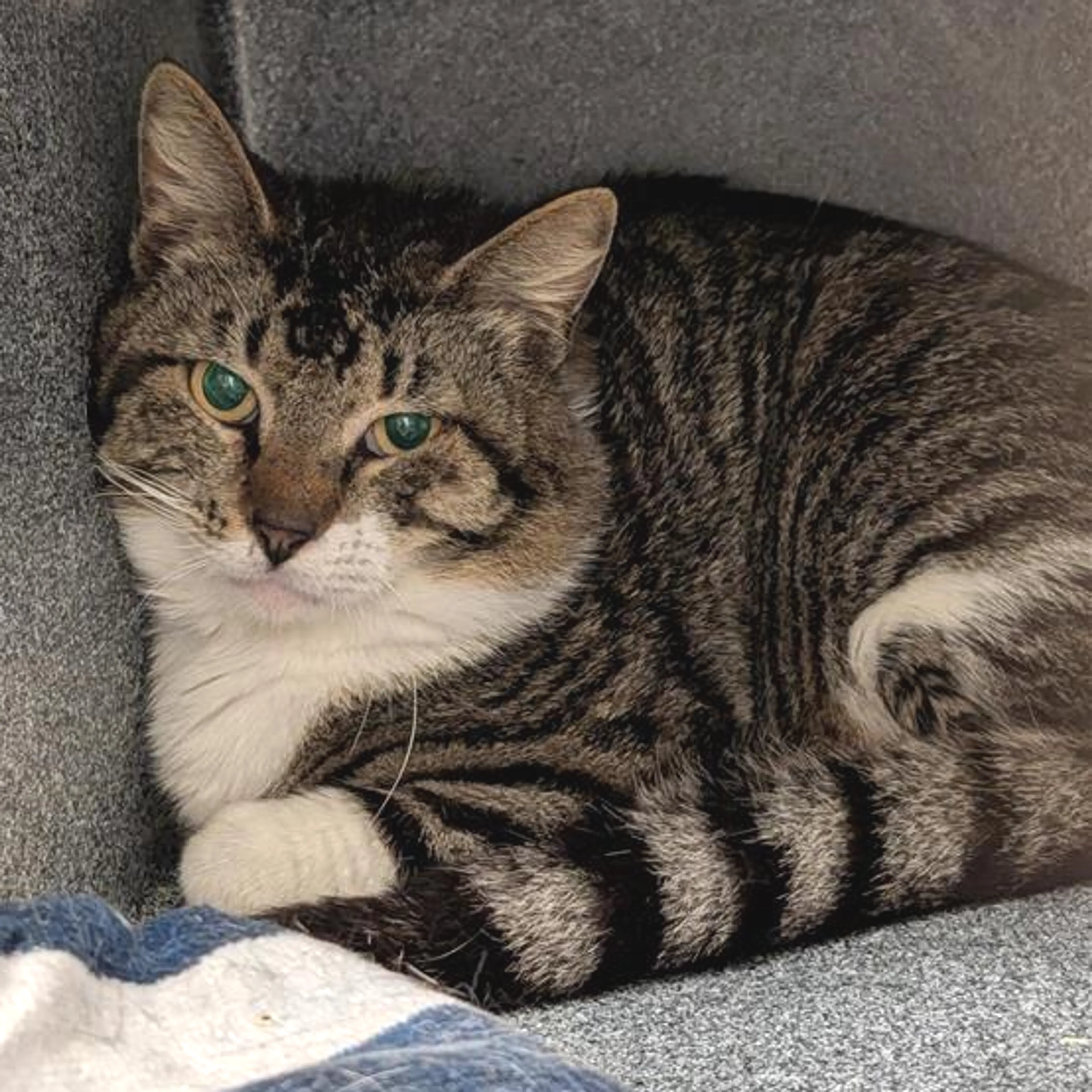 Found pet