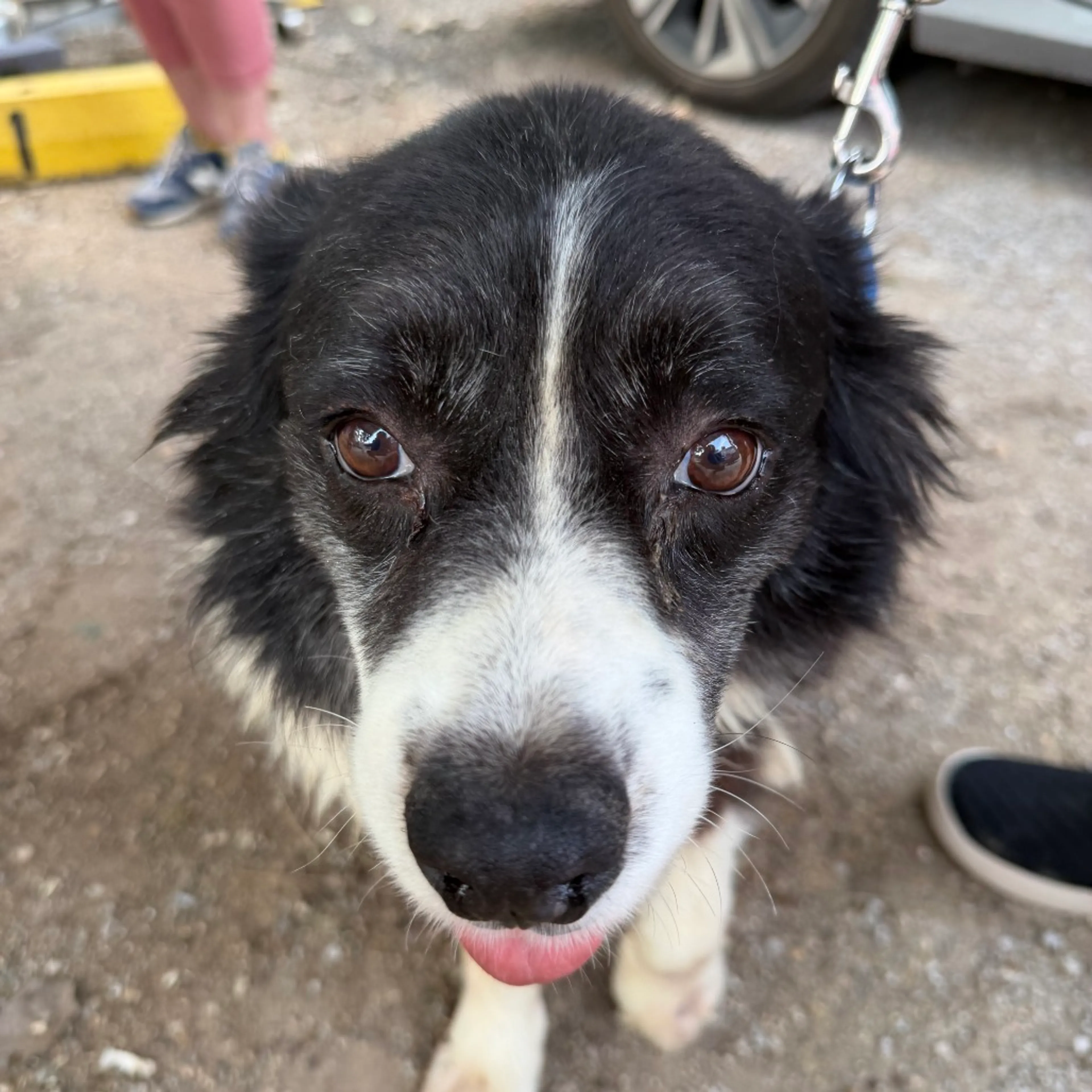 Found pet-1
