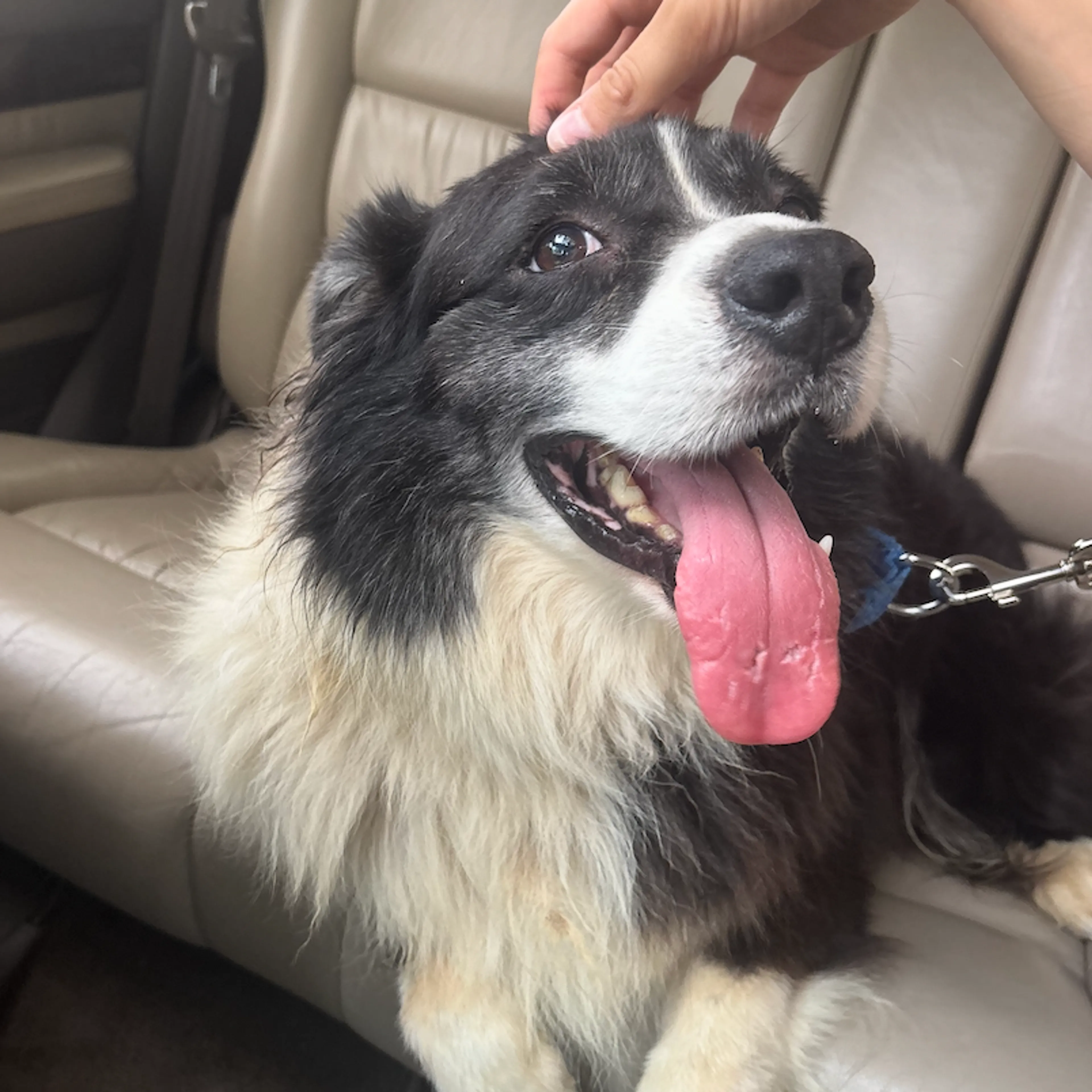 Found pet-2