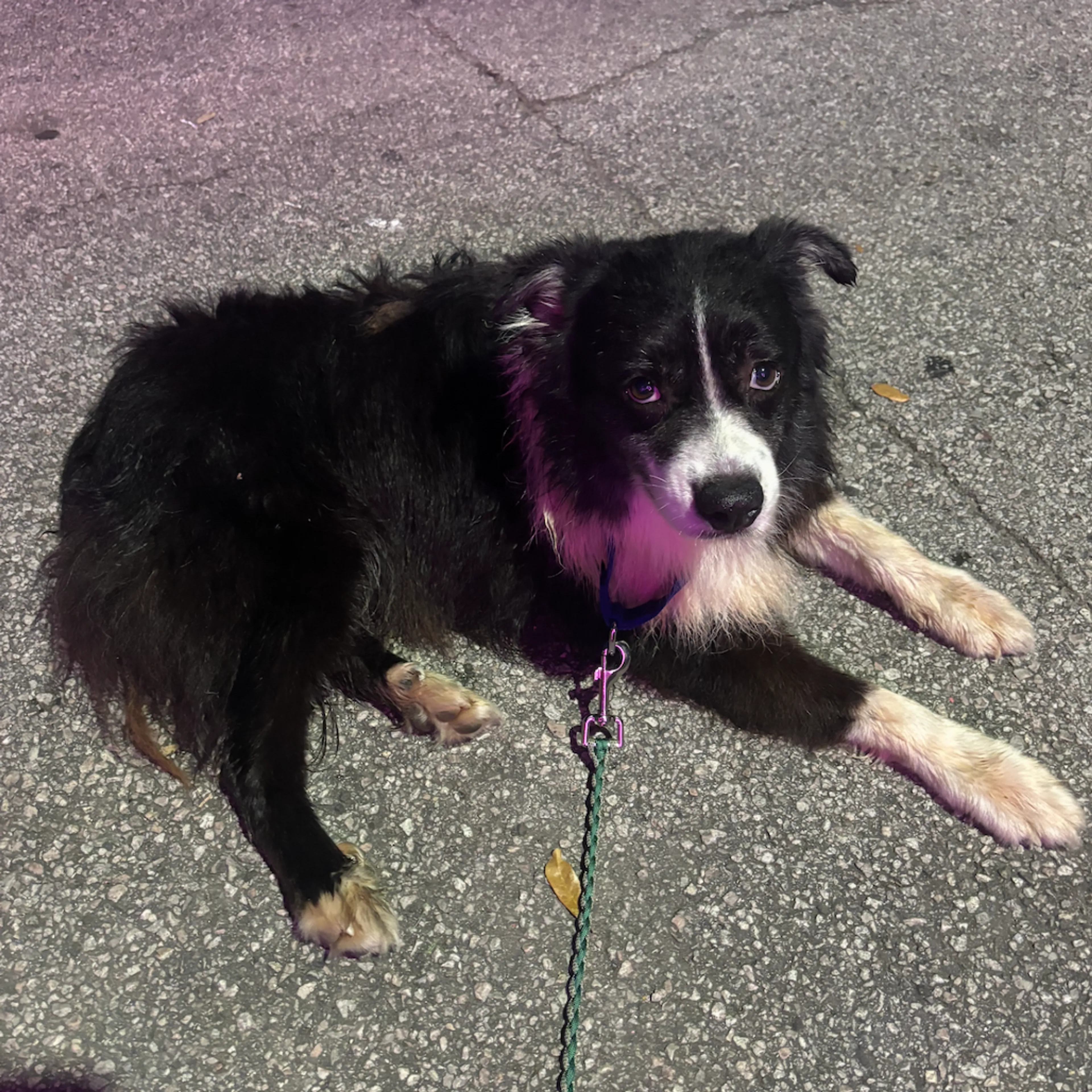 Found pet-3