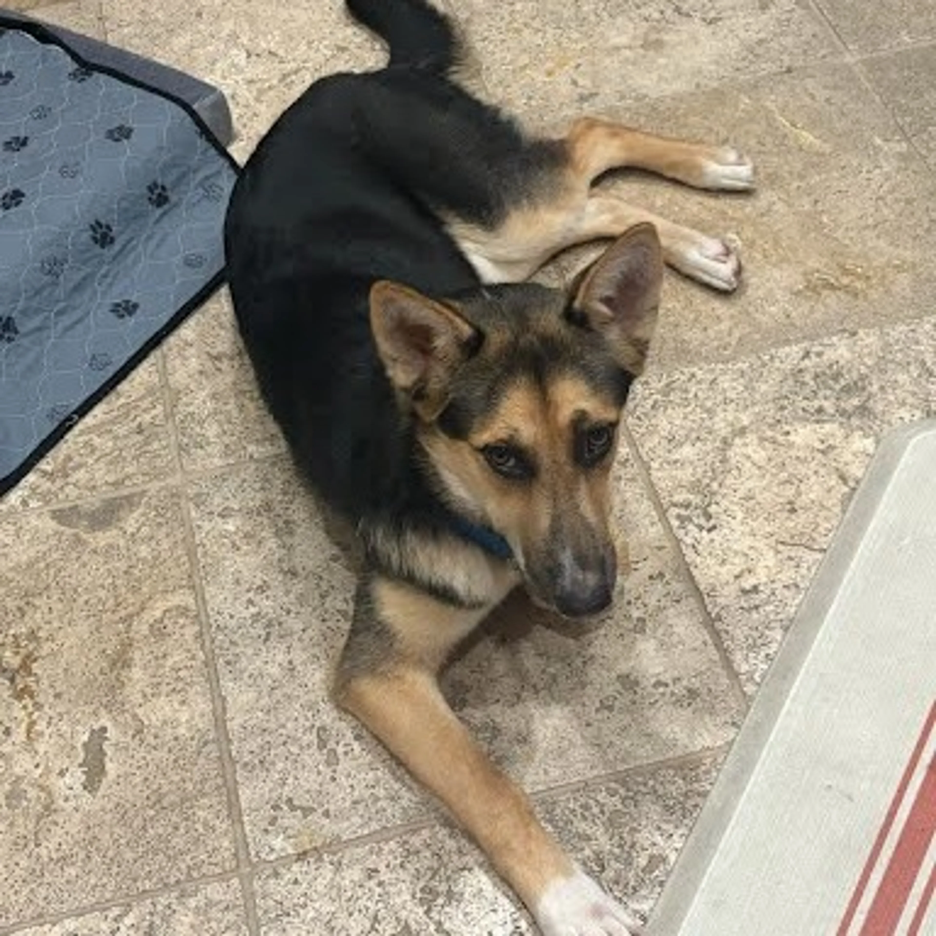 Found pet-2
