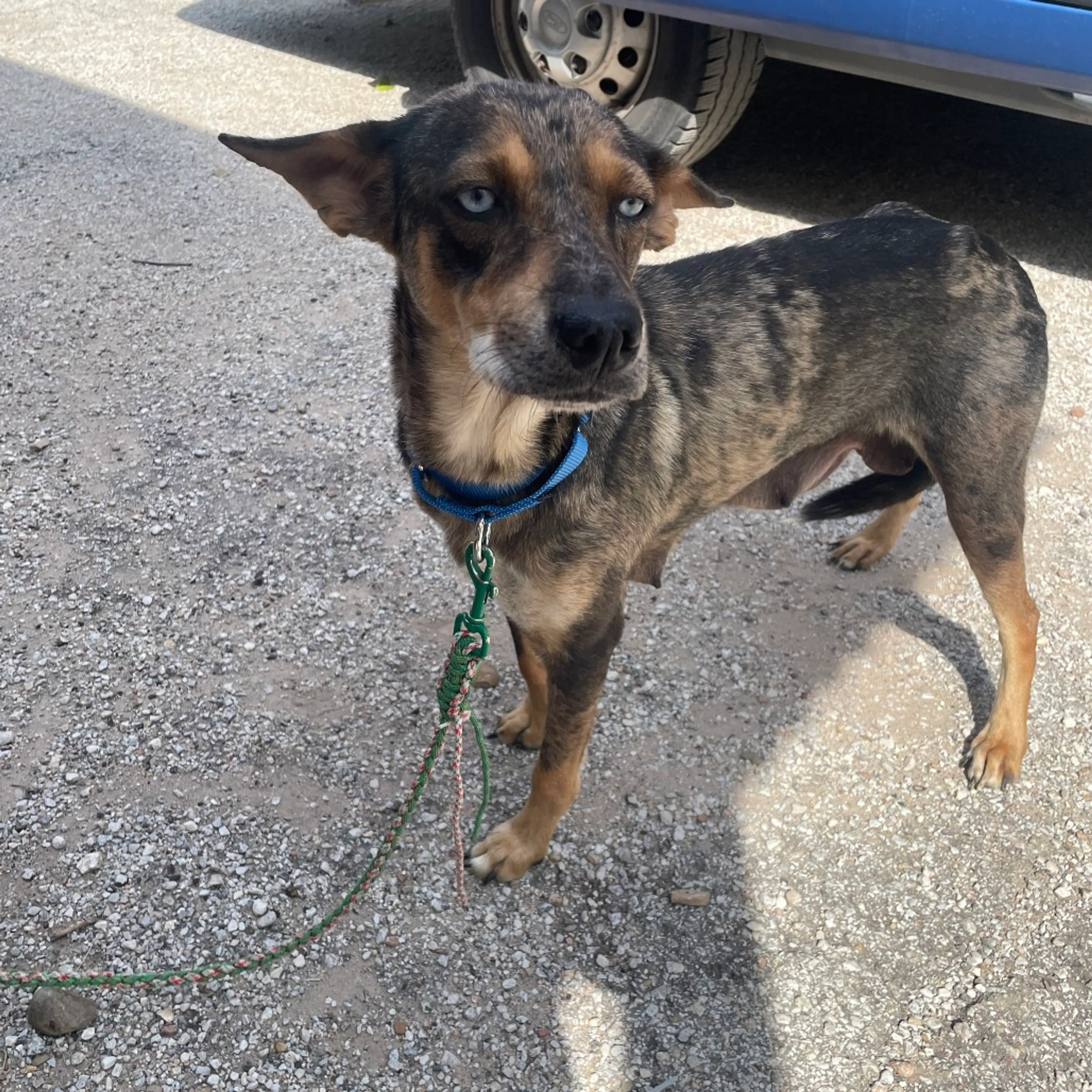 Found pet-1