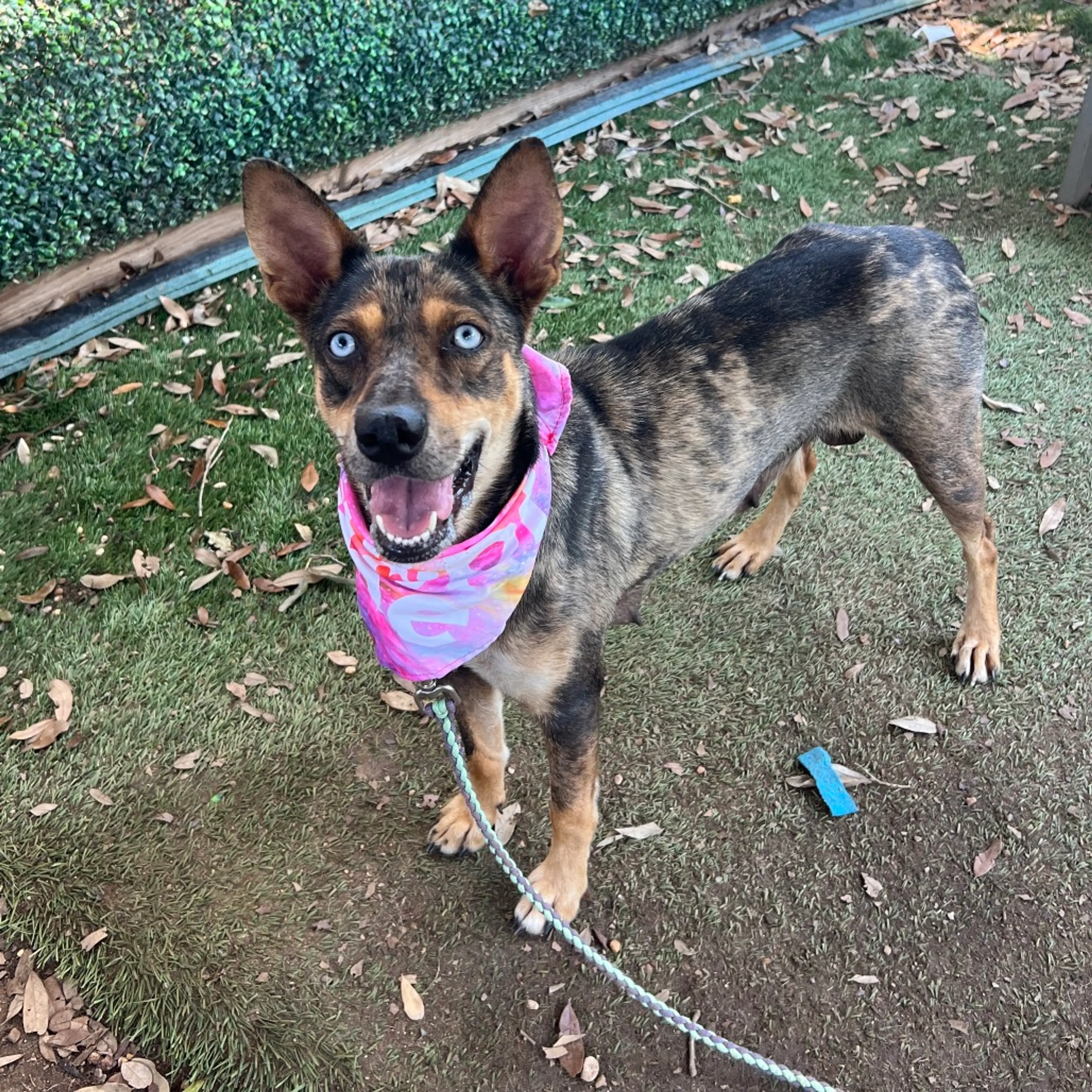 Found pet-5
