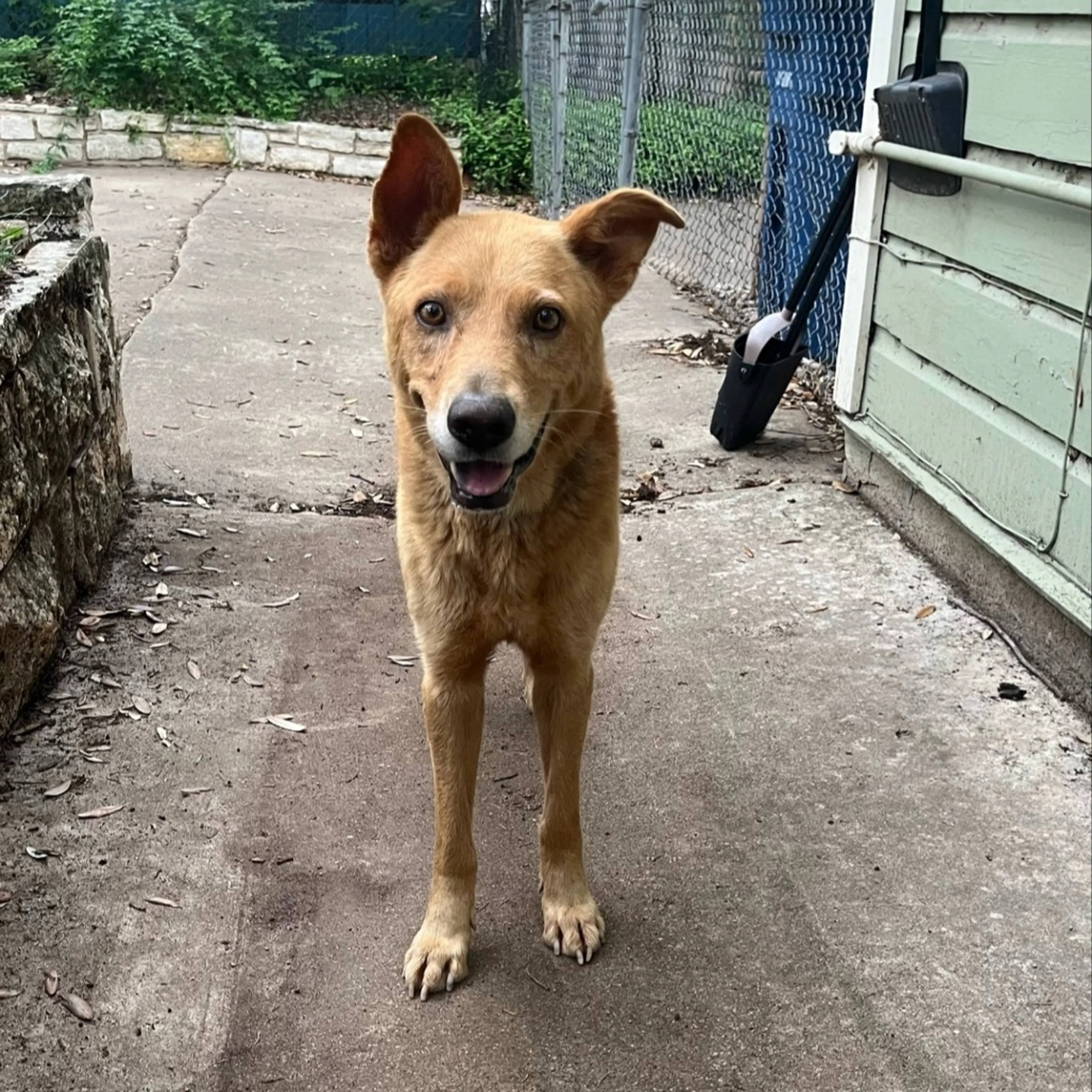 Found pet-3