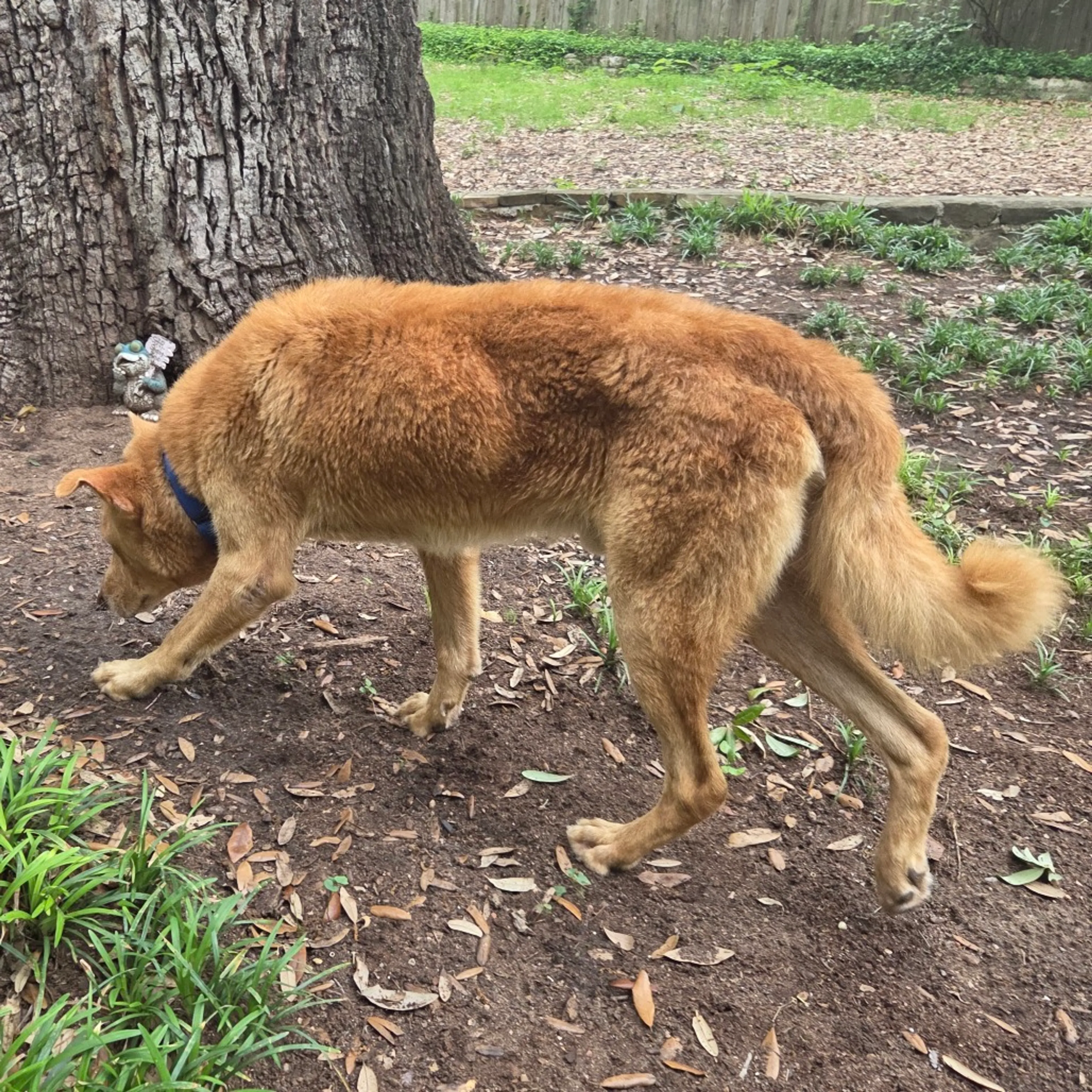 Found pet-5