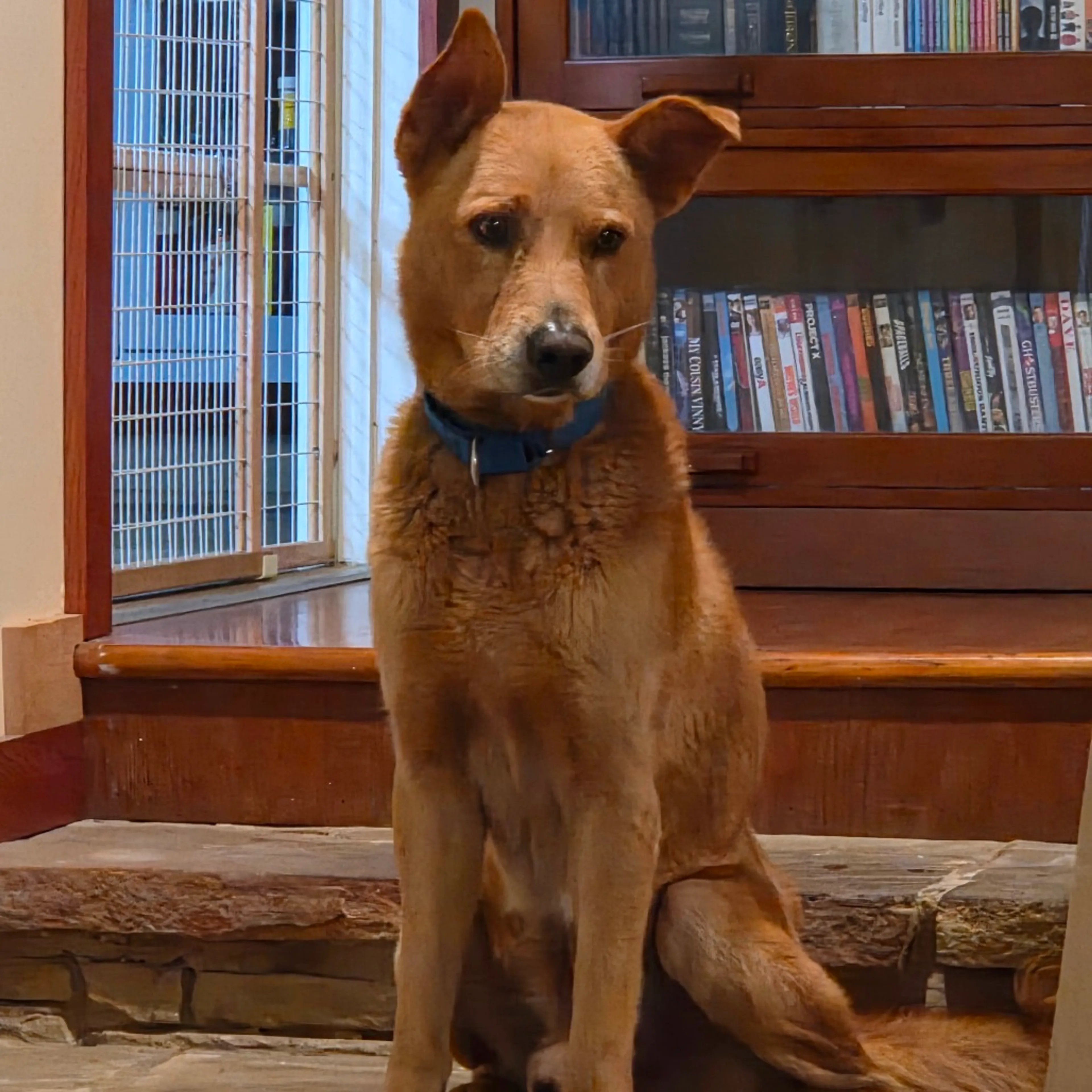 Found pet-2