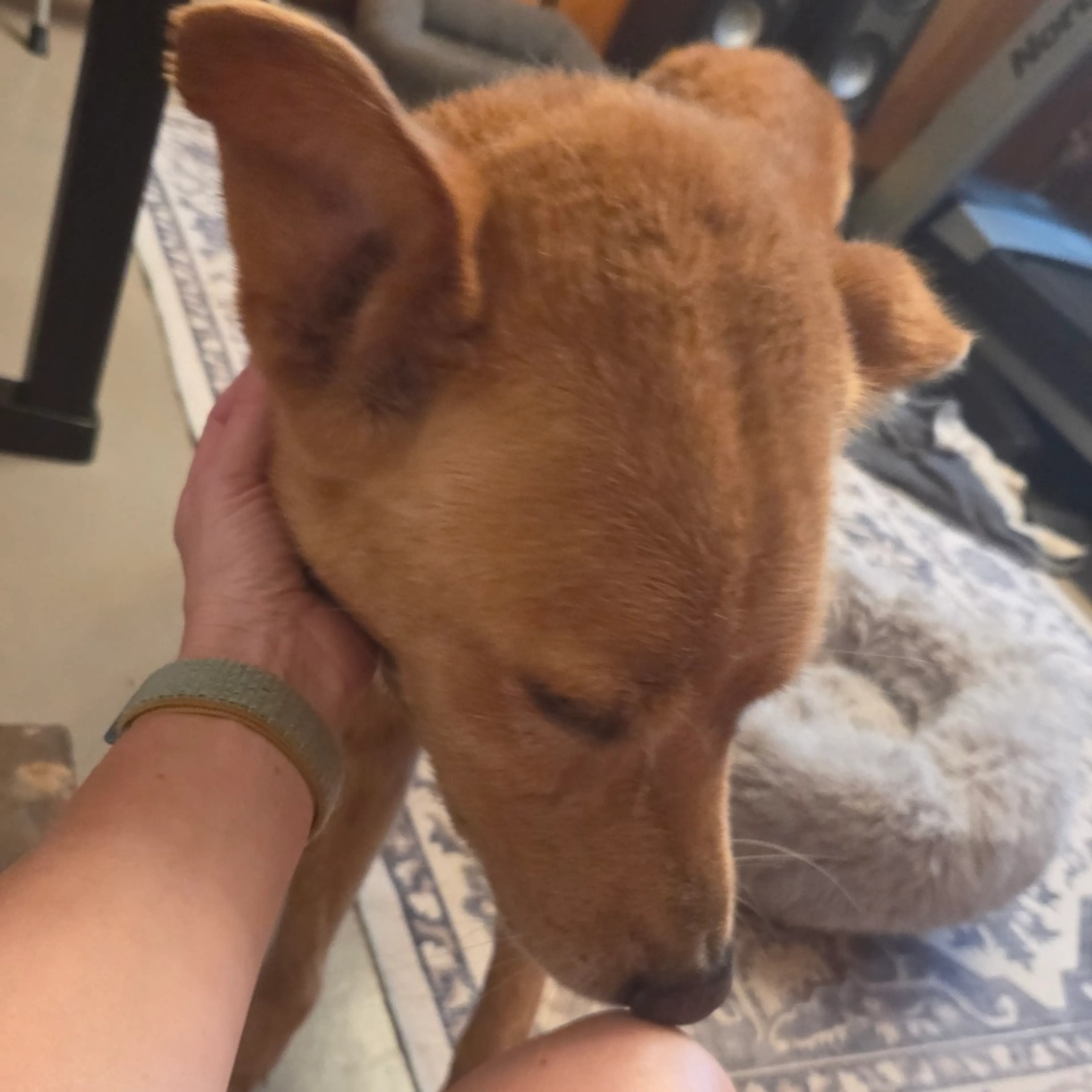Found pet-4