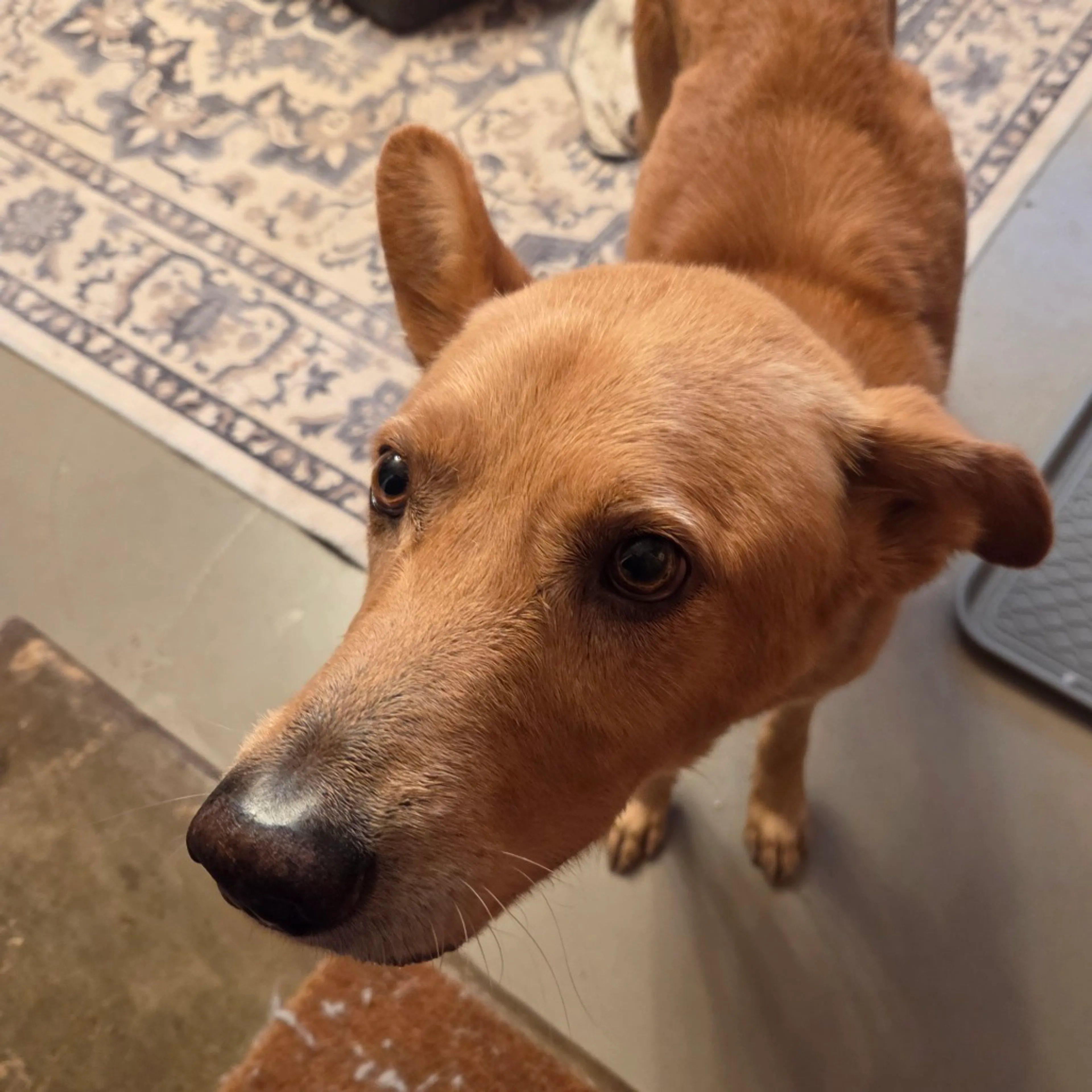 Found pet-6