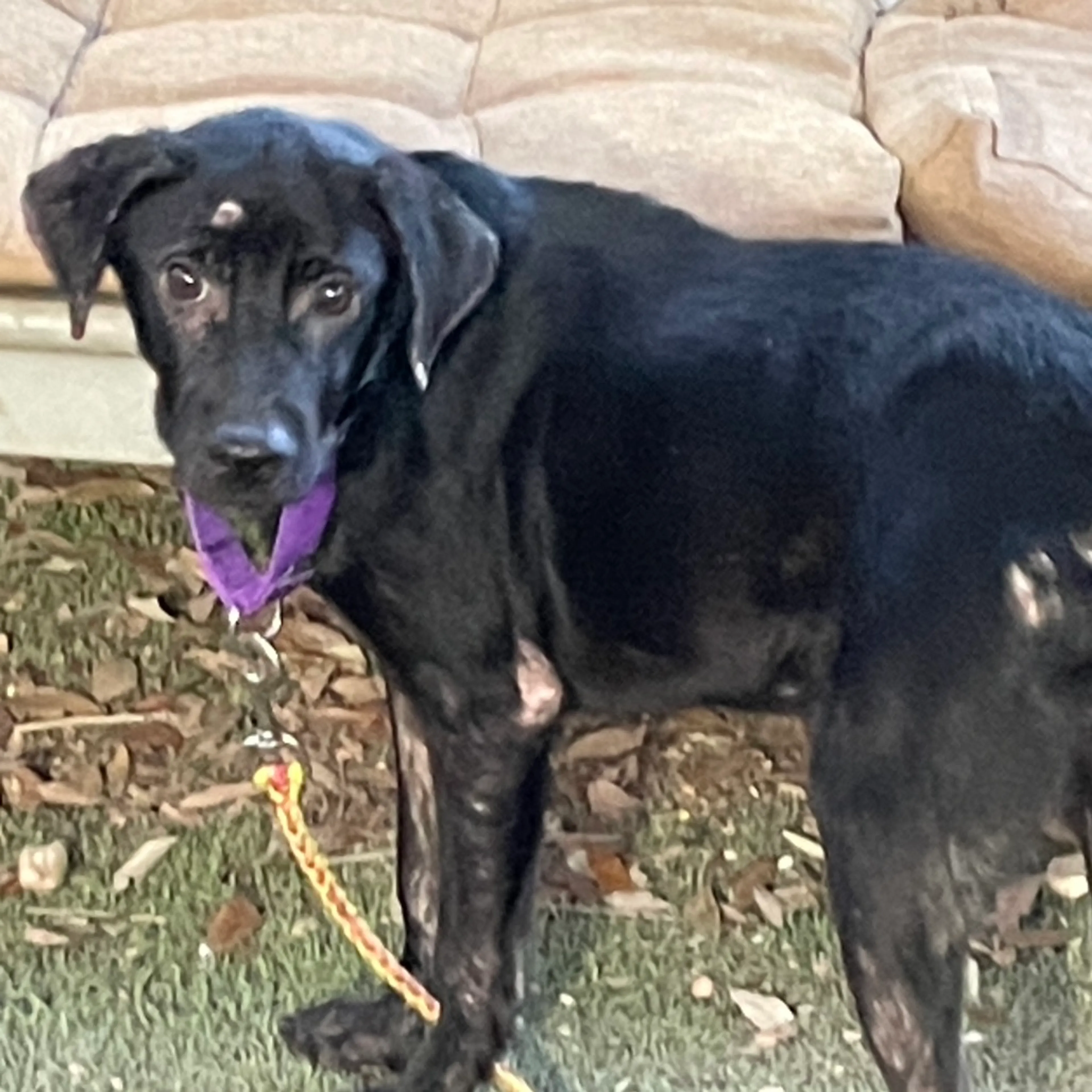 Found pet-2