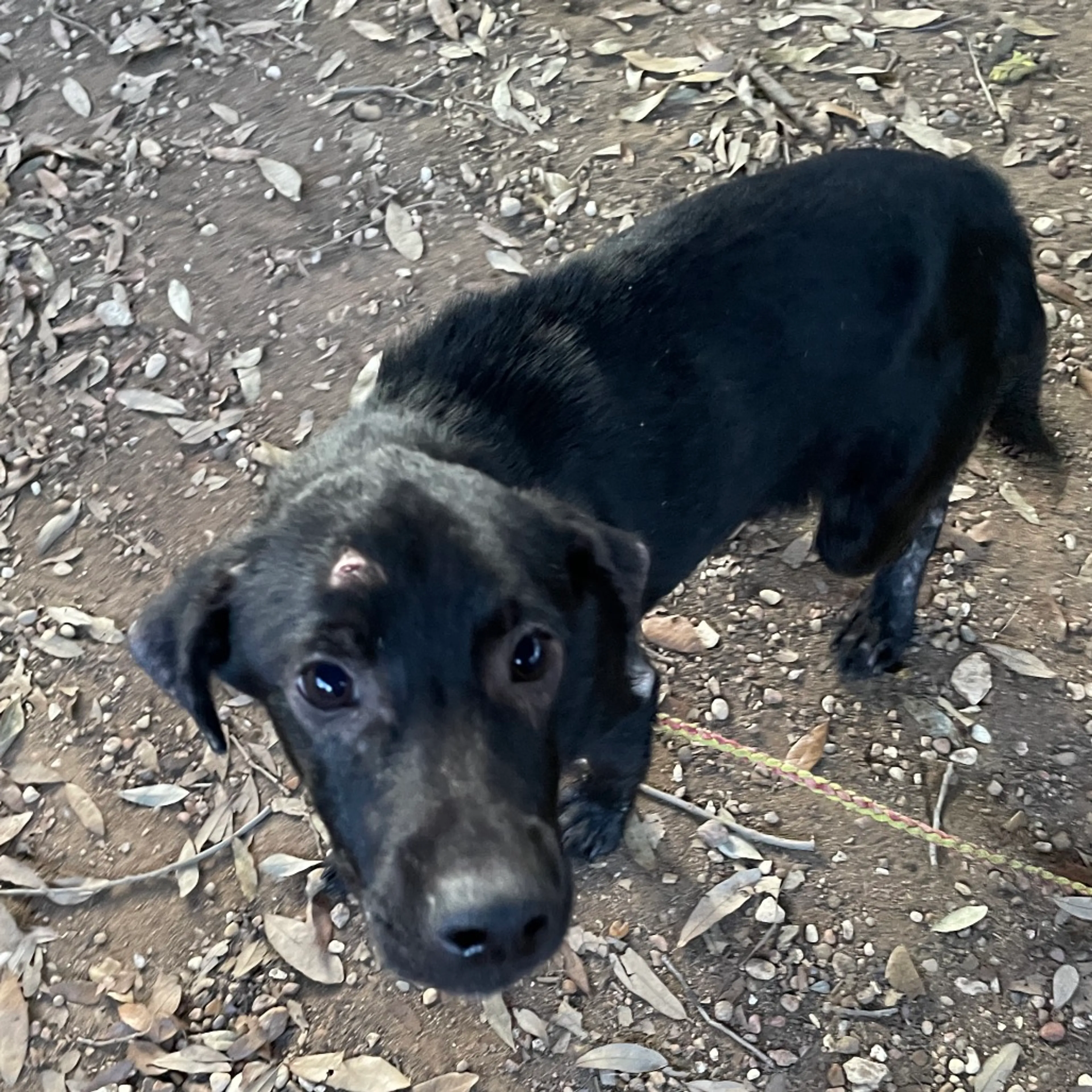 Found pet-3
