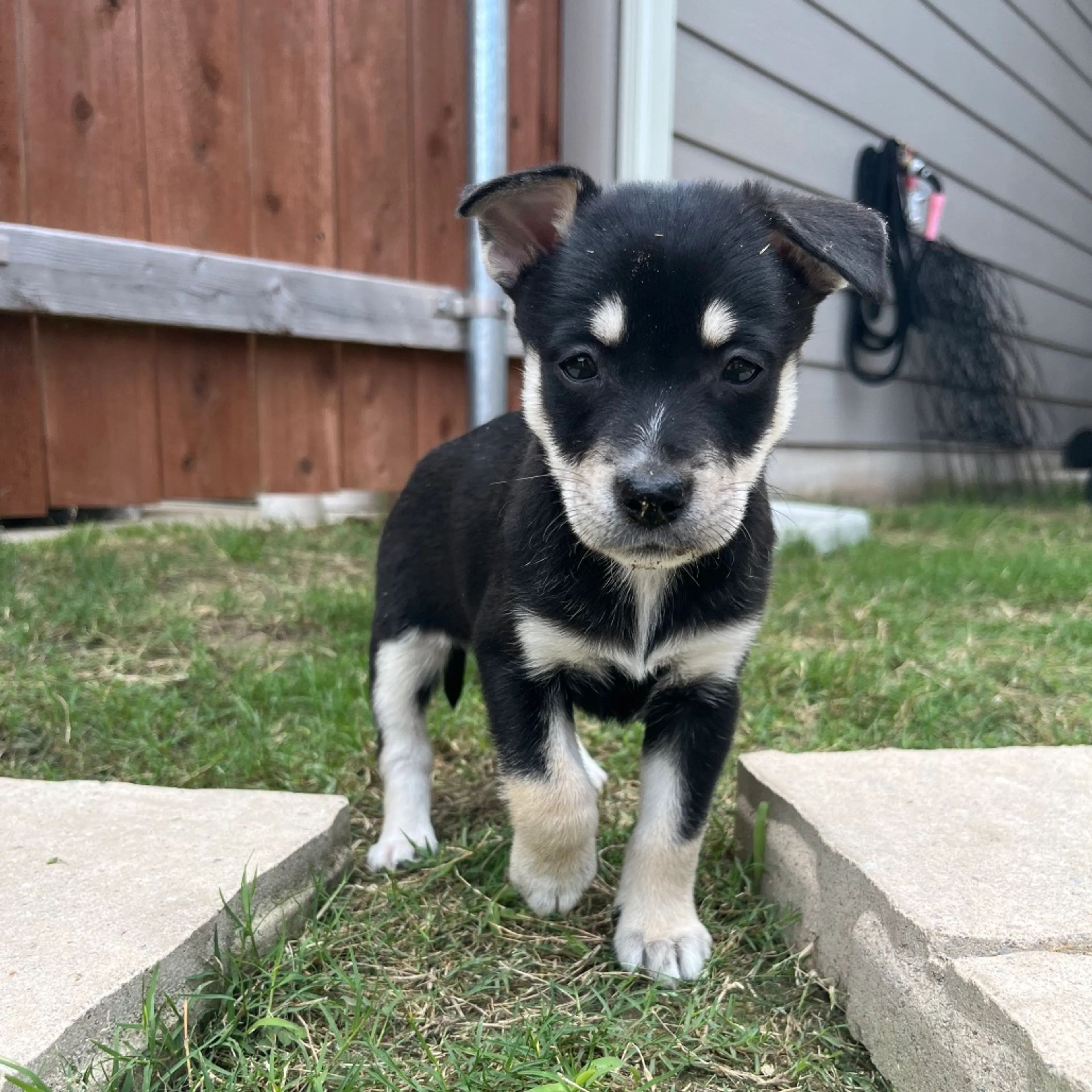 Found pet-1