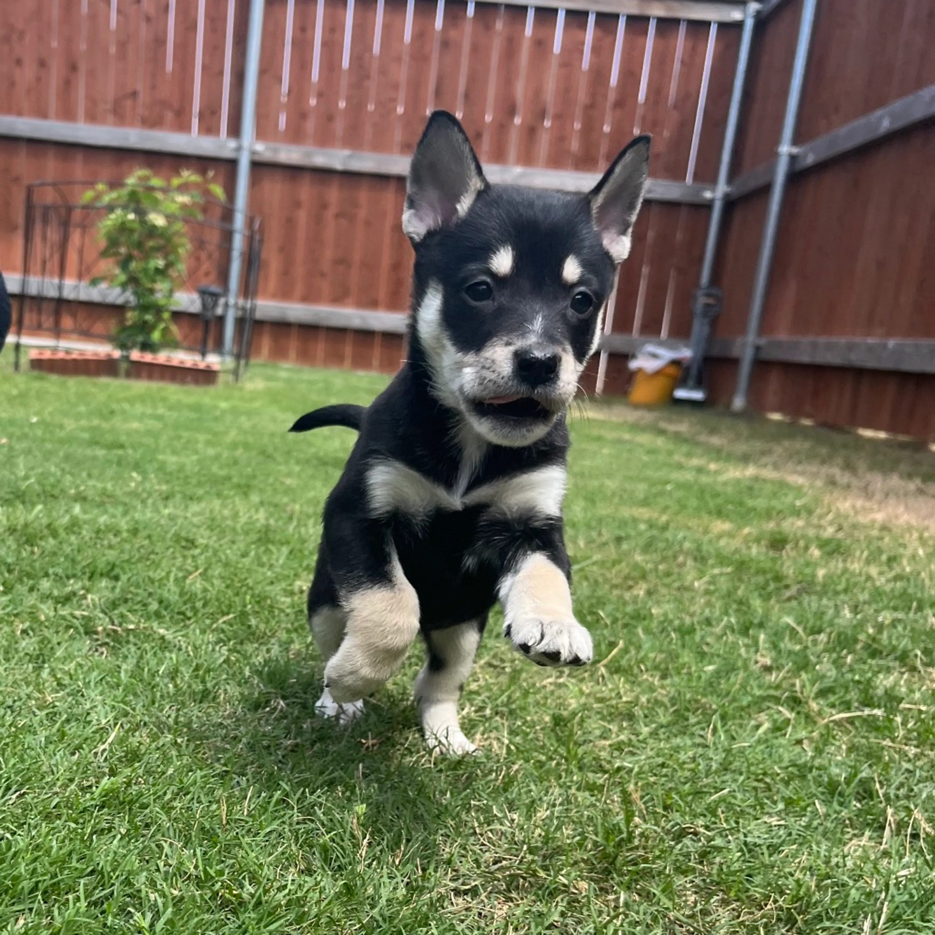 Found pet-2