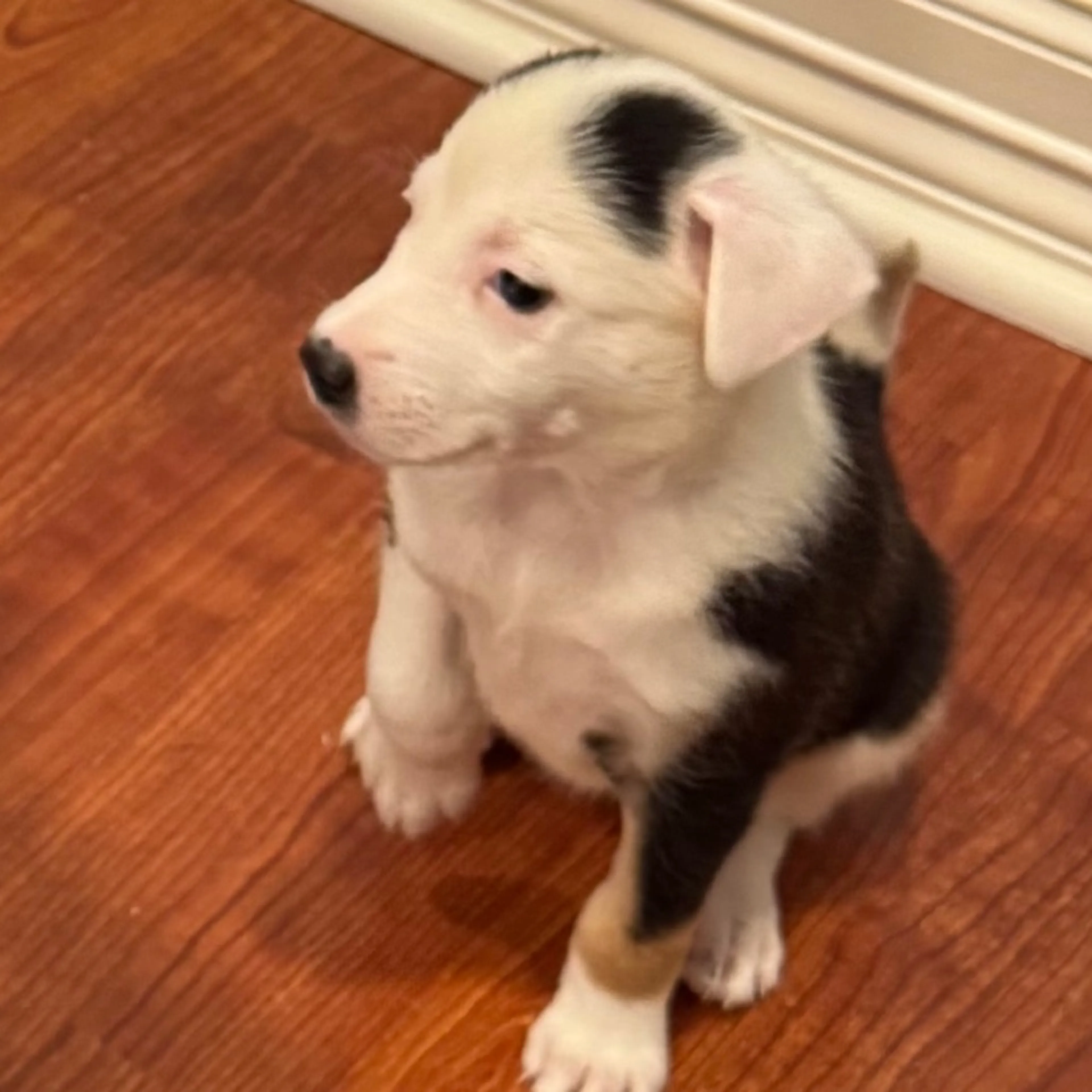 Found pet-1
