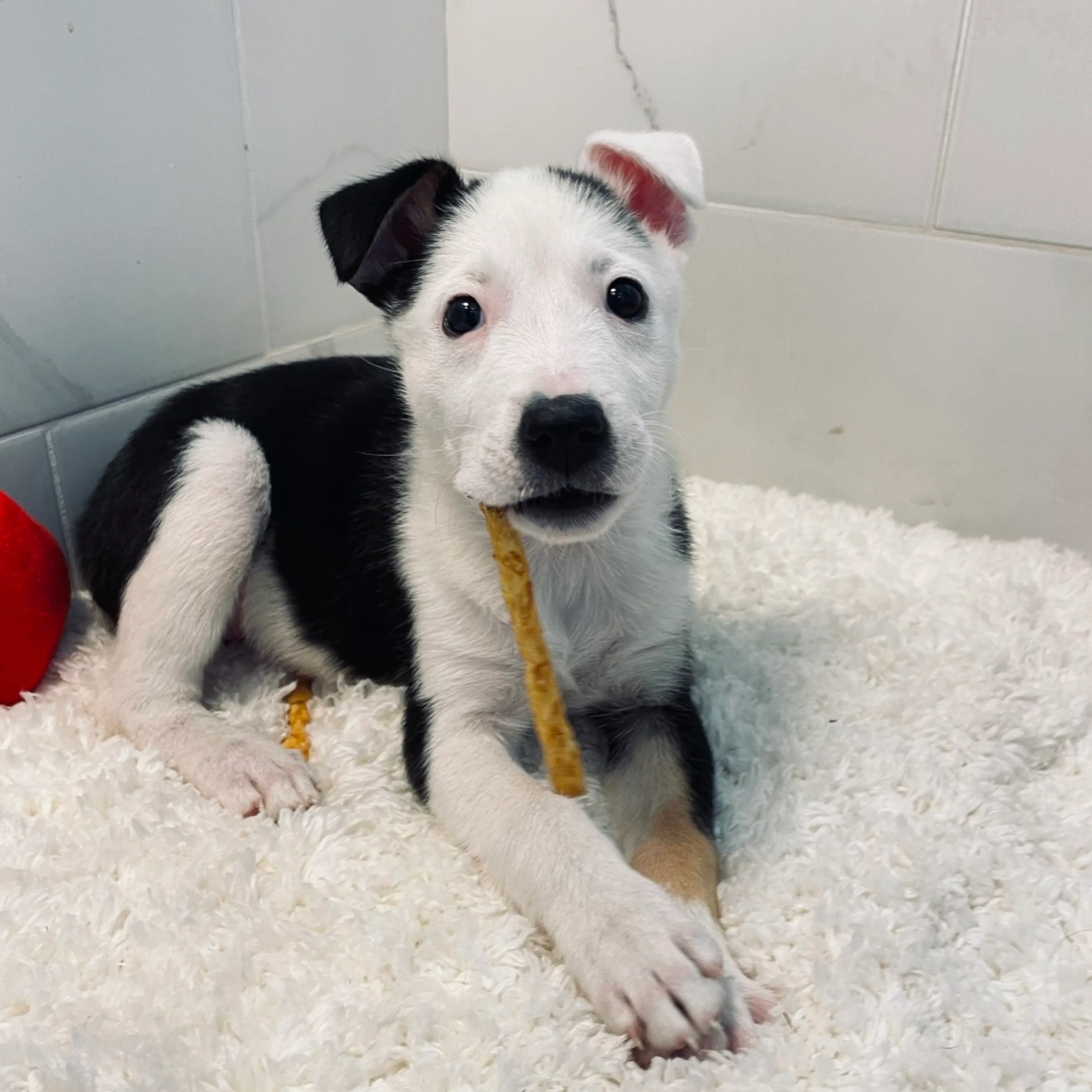 Found pet-4