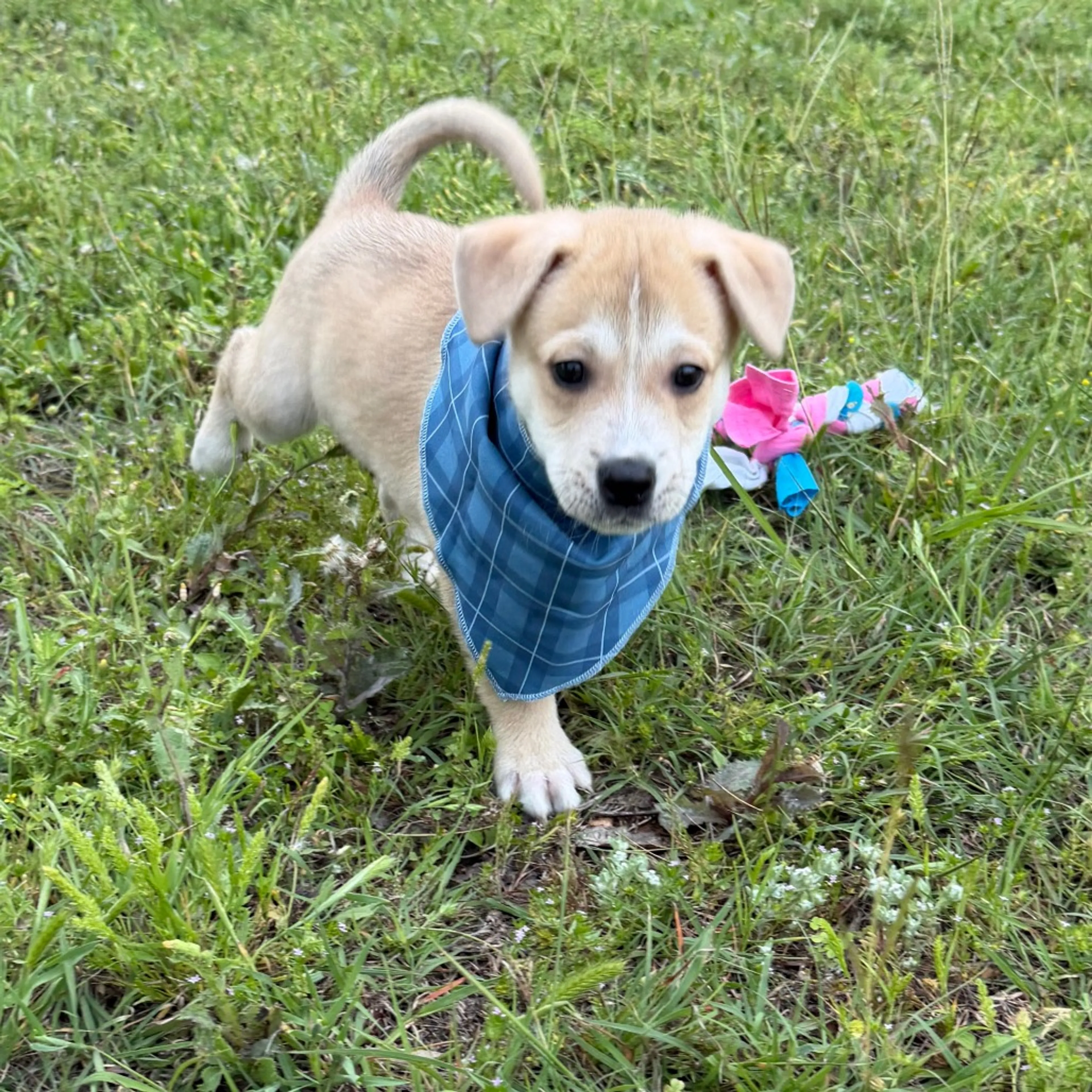 Found pet-3