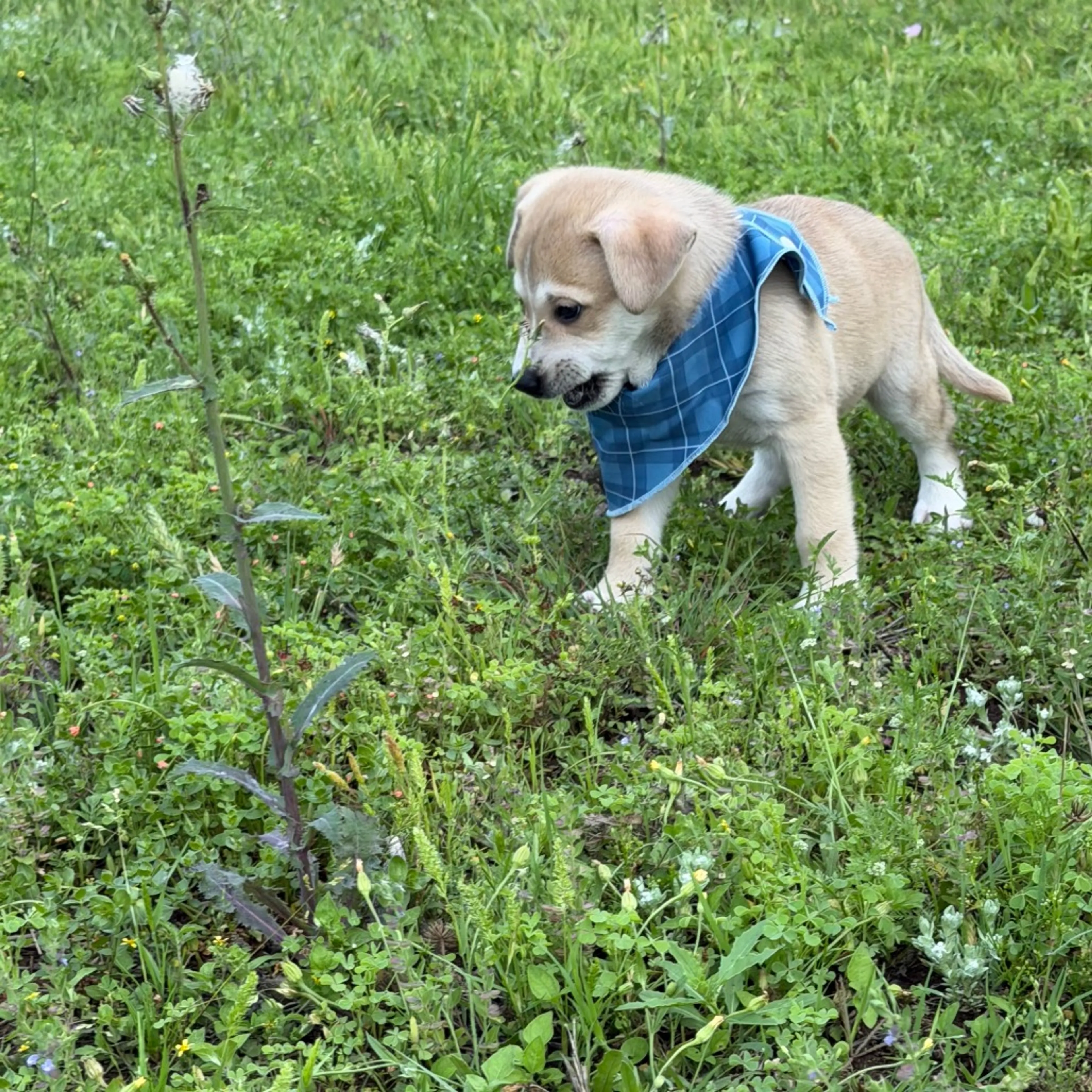 Found pet-4