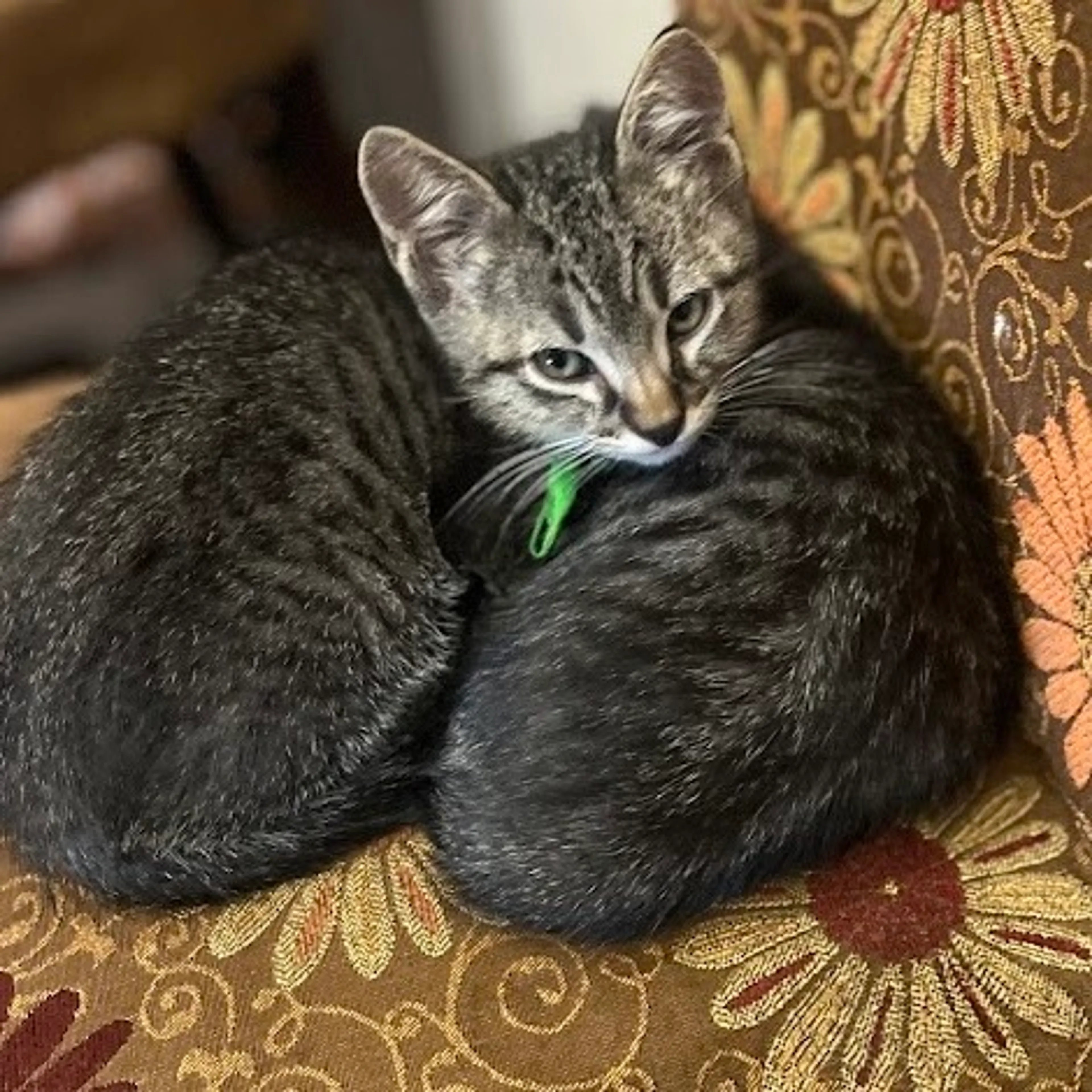 Found pet-7