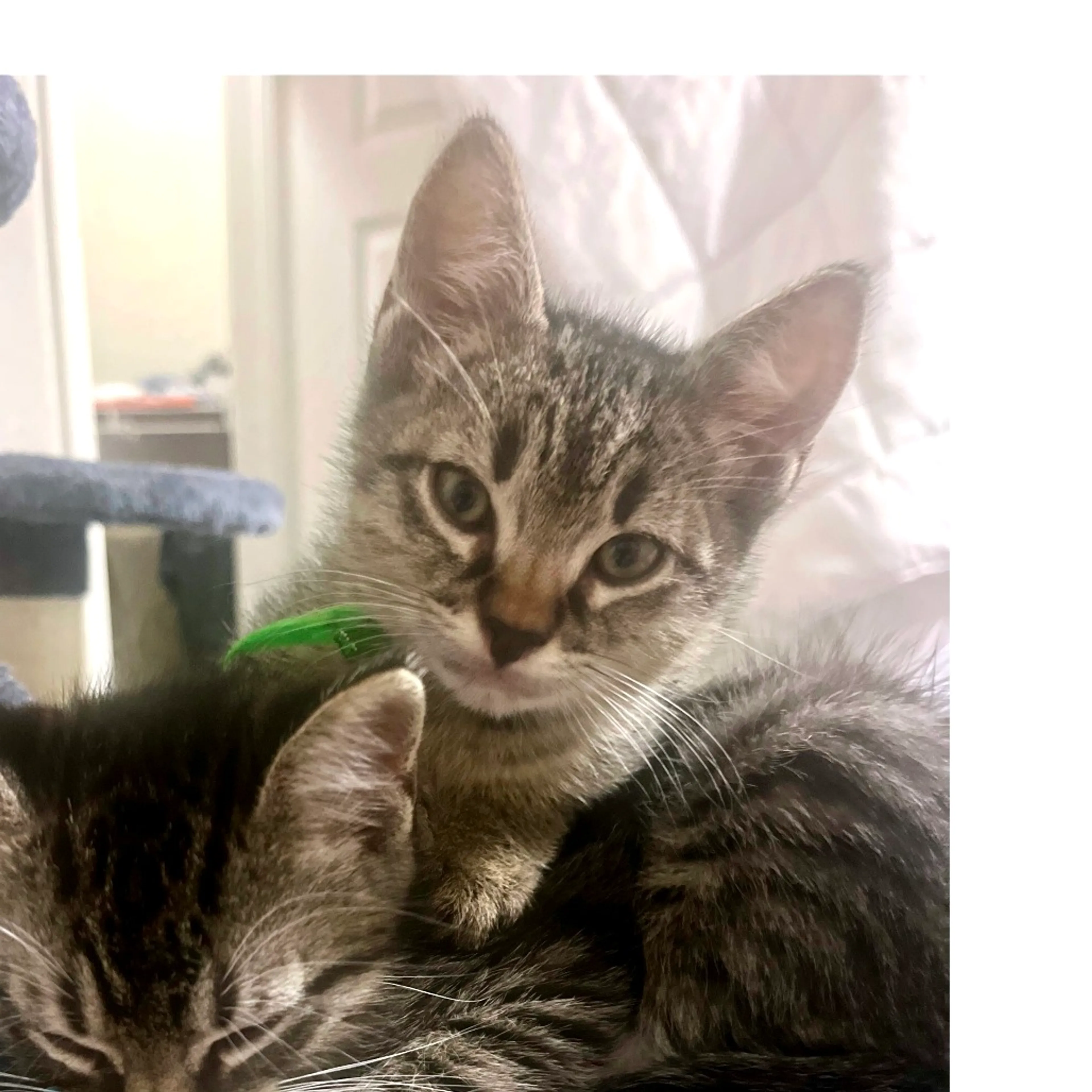 Found pet-3