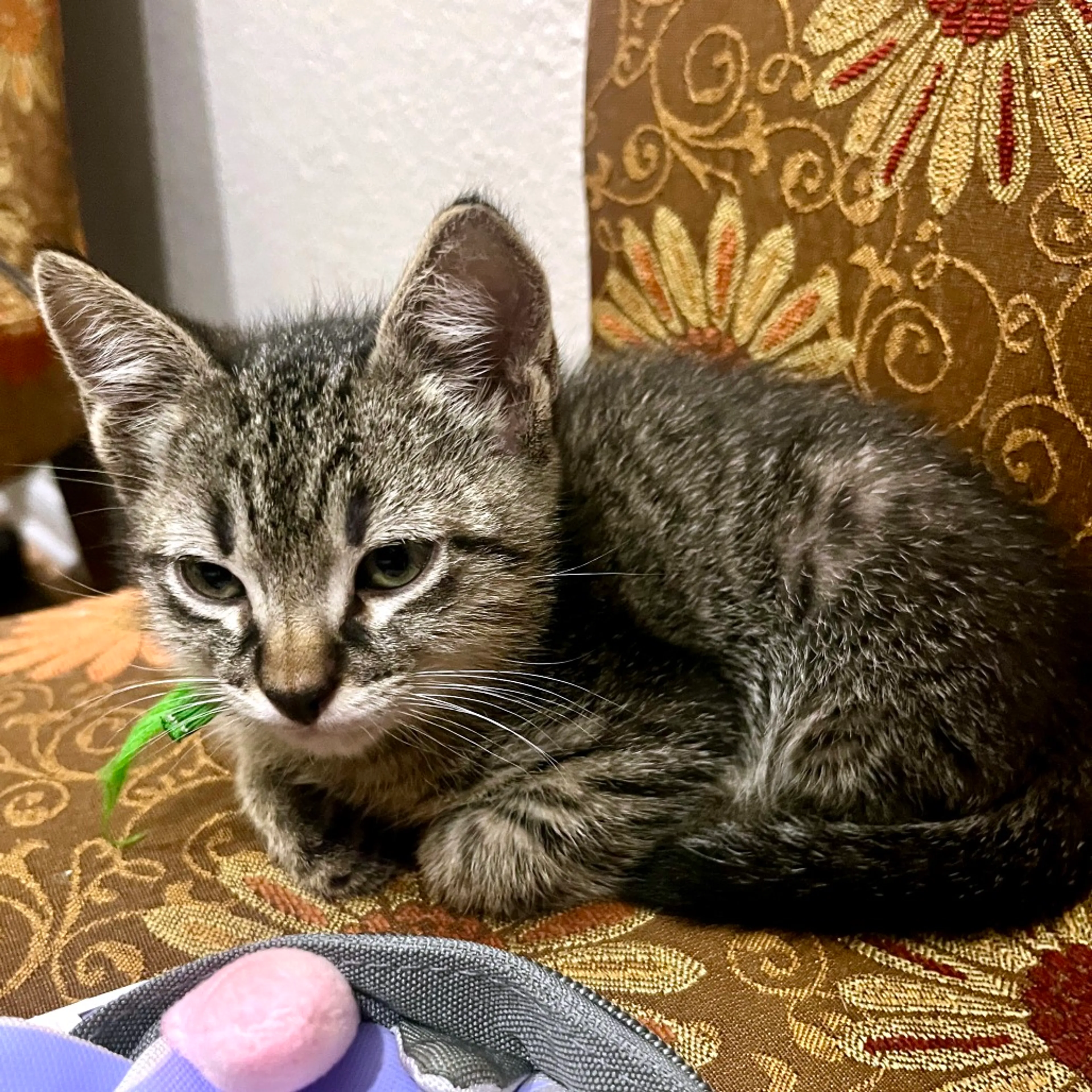 Found pet-2