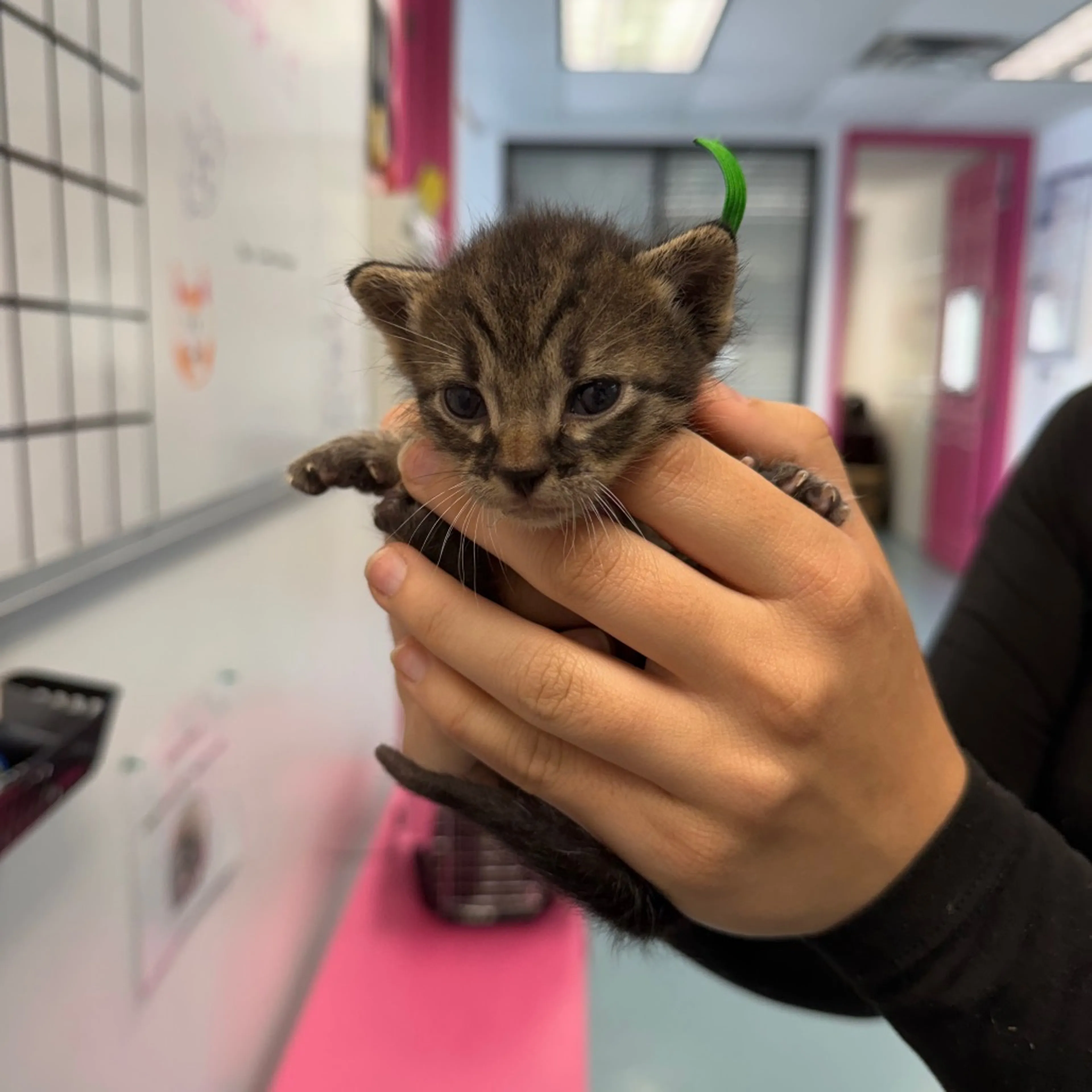 Found pet-1