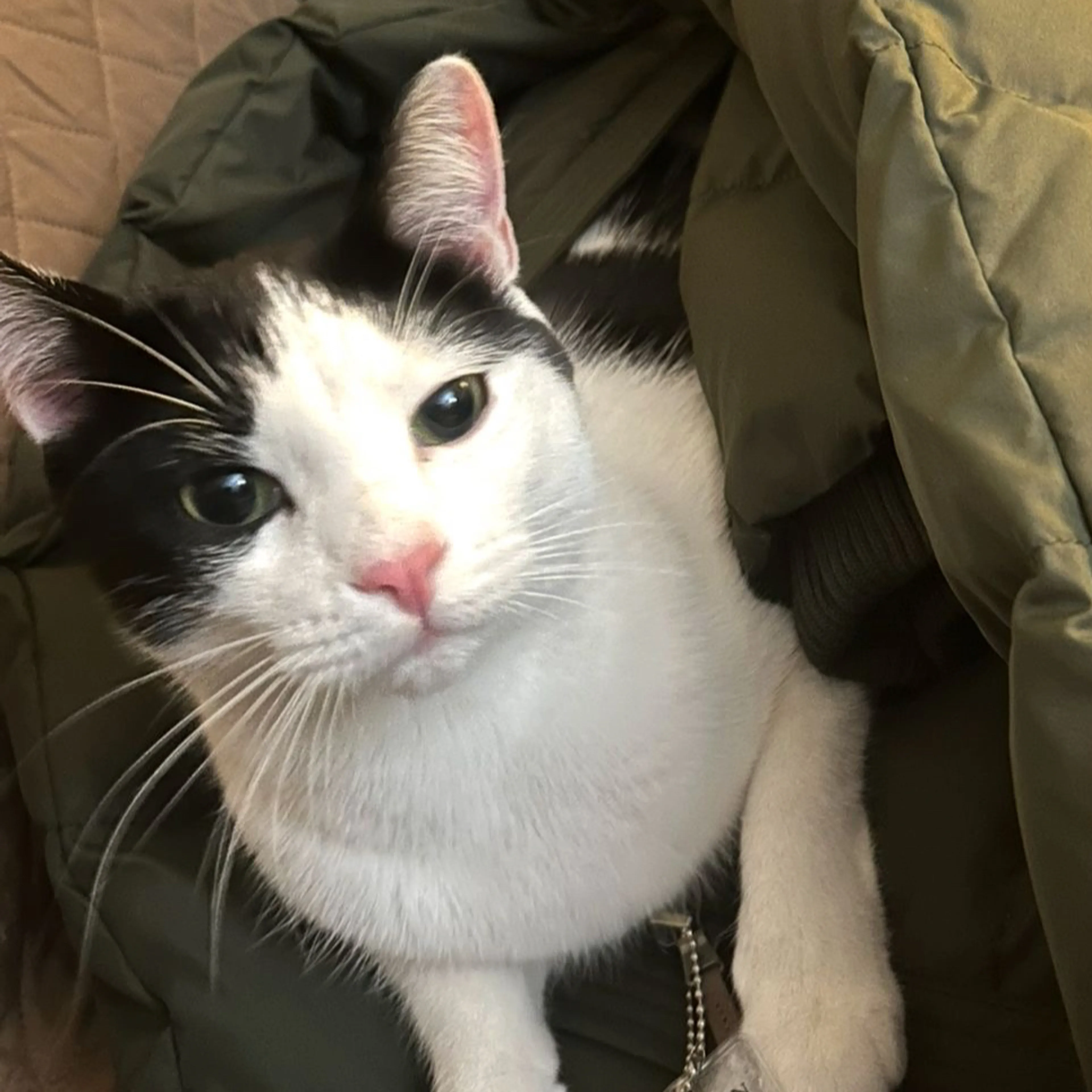 Lost pet-1