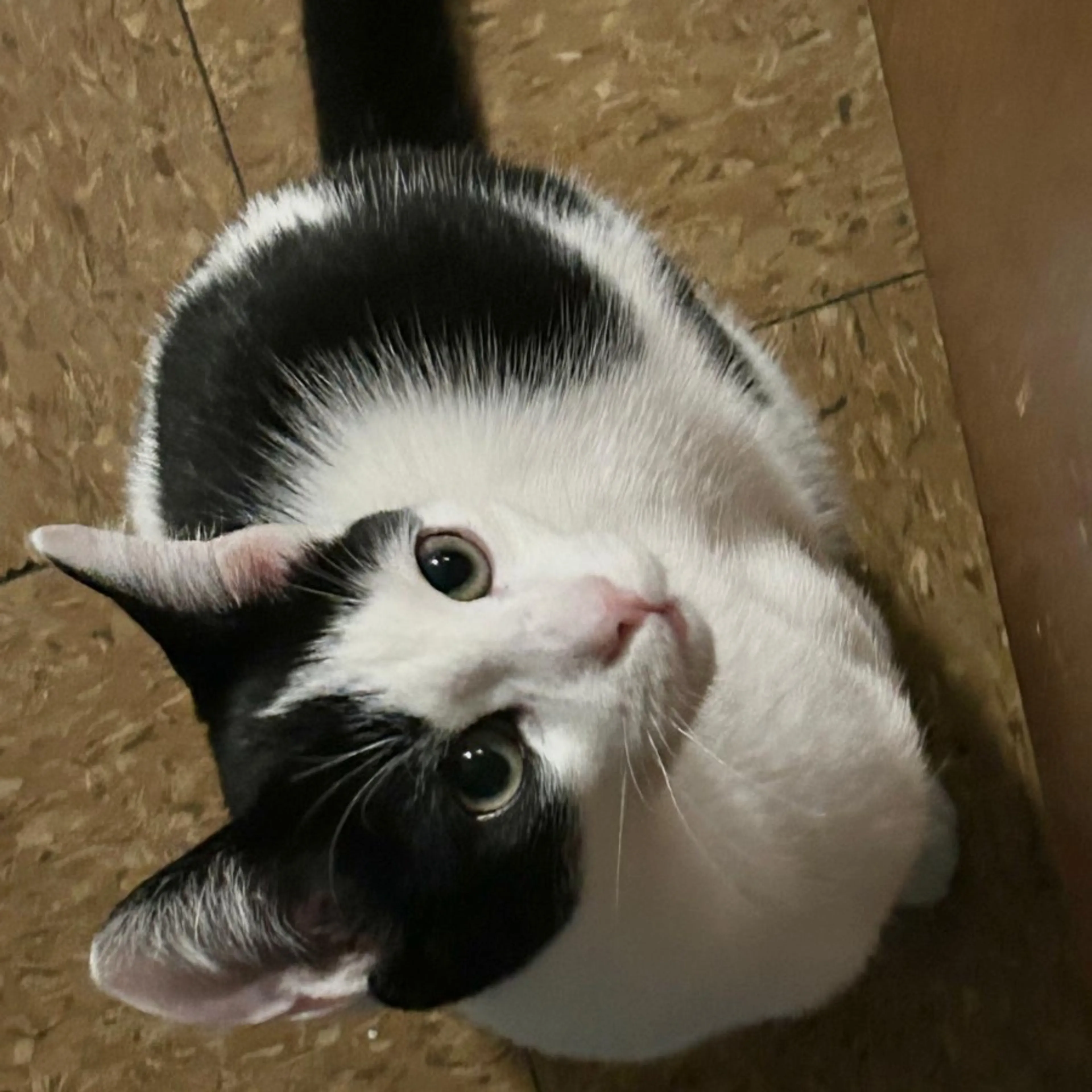 Lost pet-0