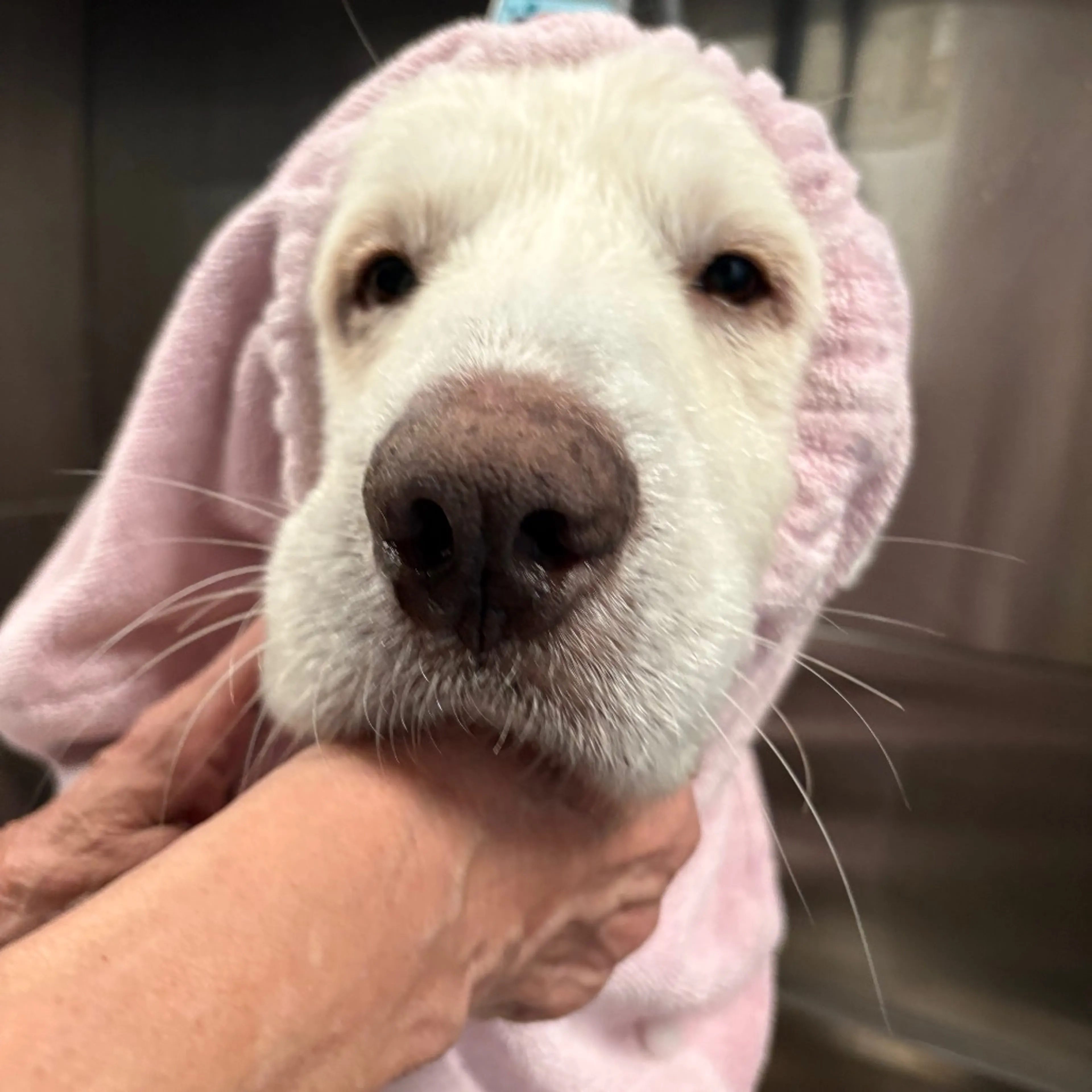 Found pet-2