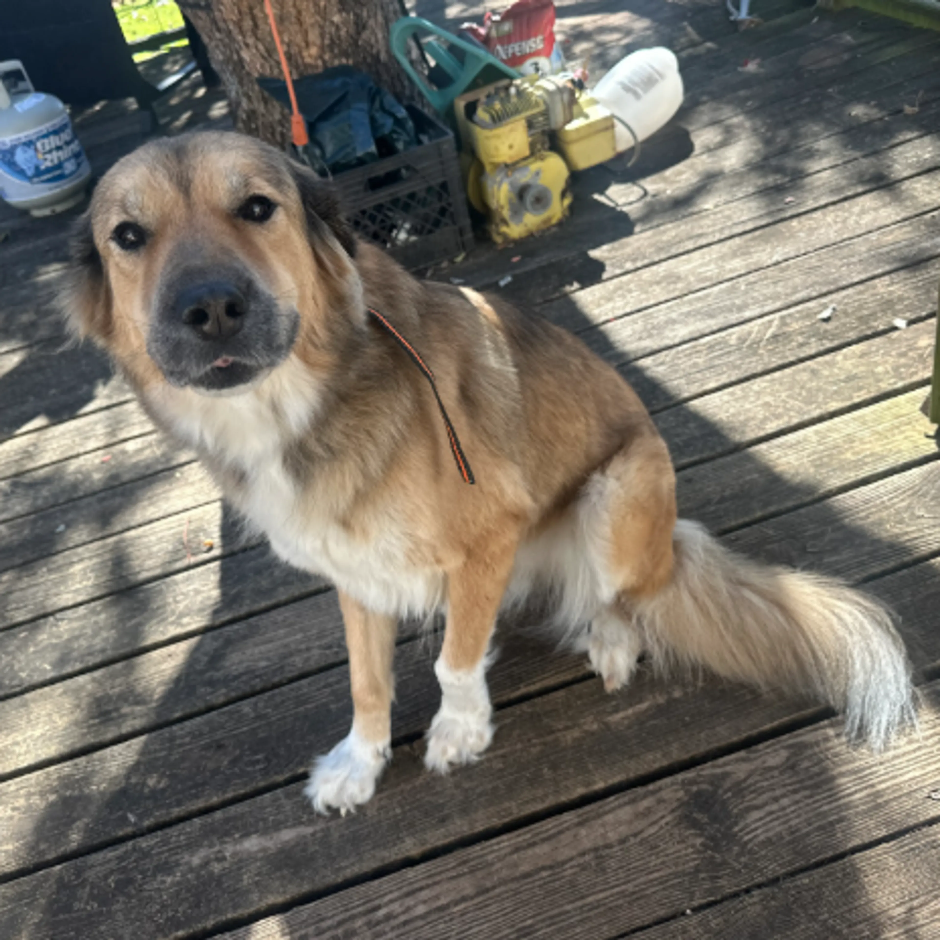 Found pet-1