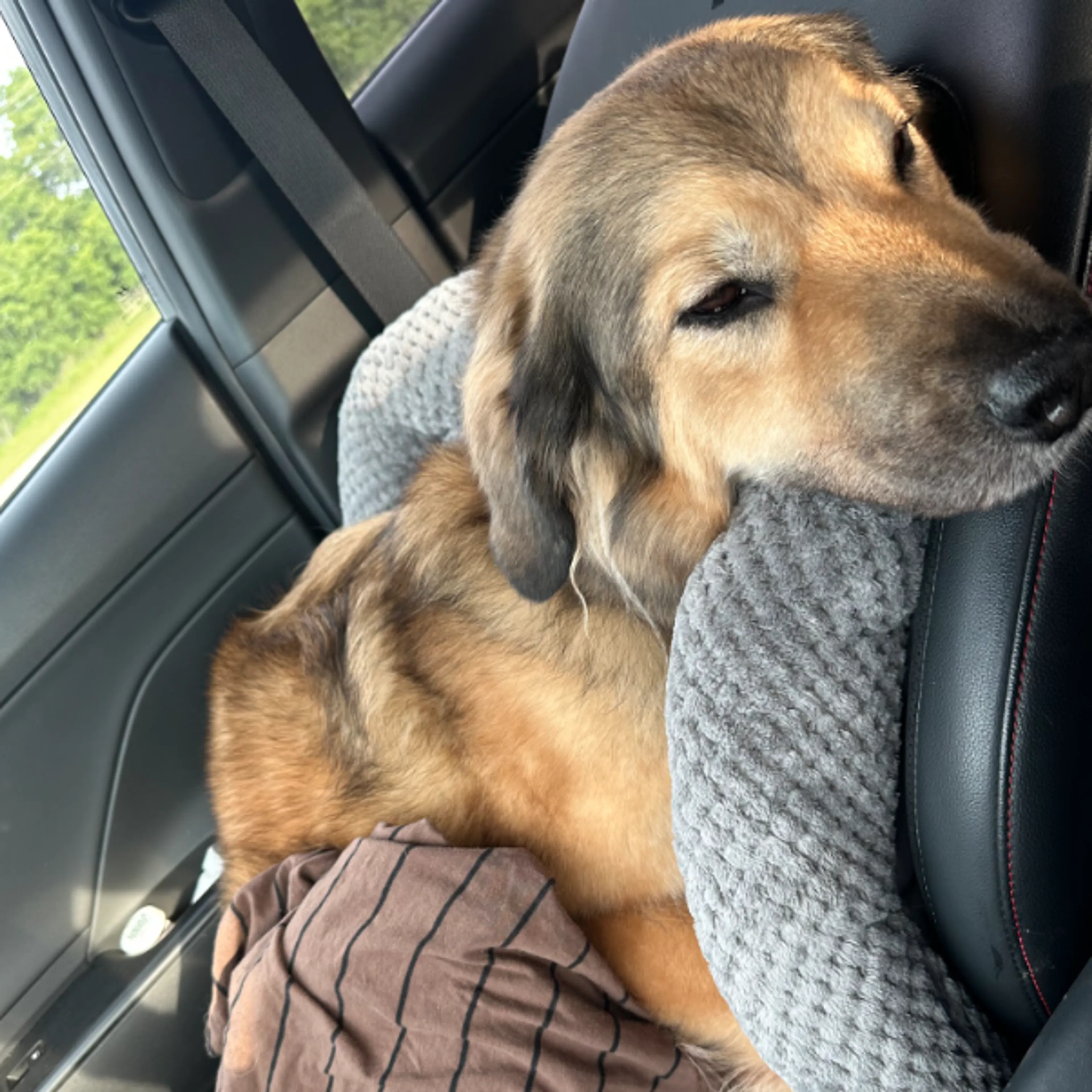 Found pet-2