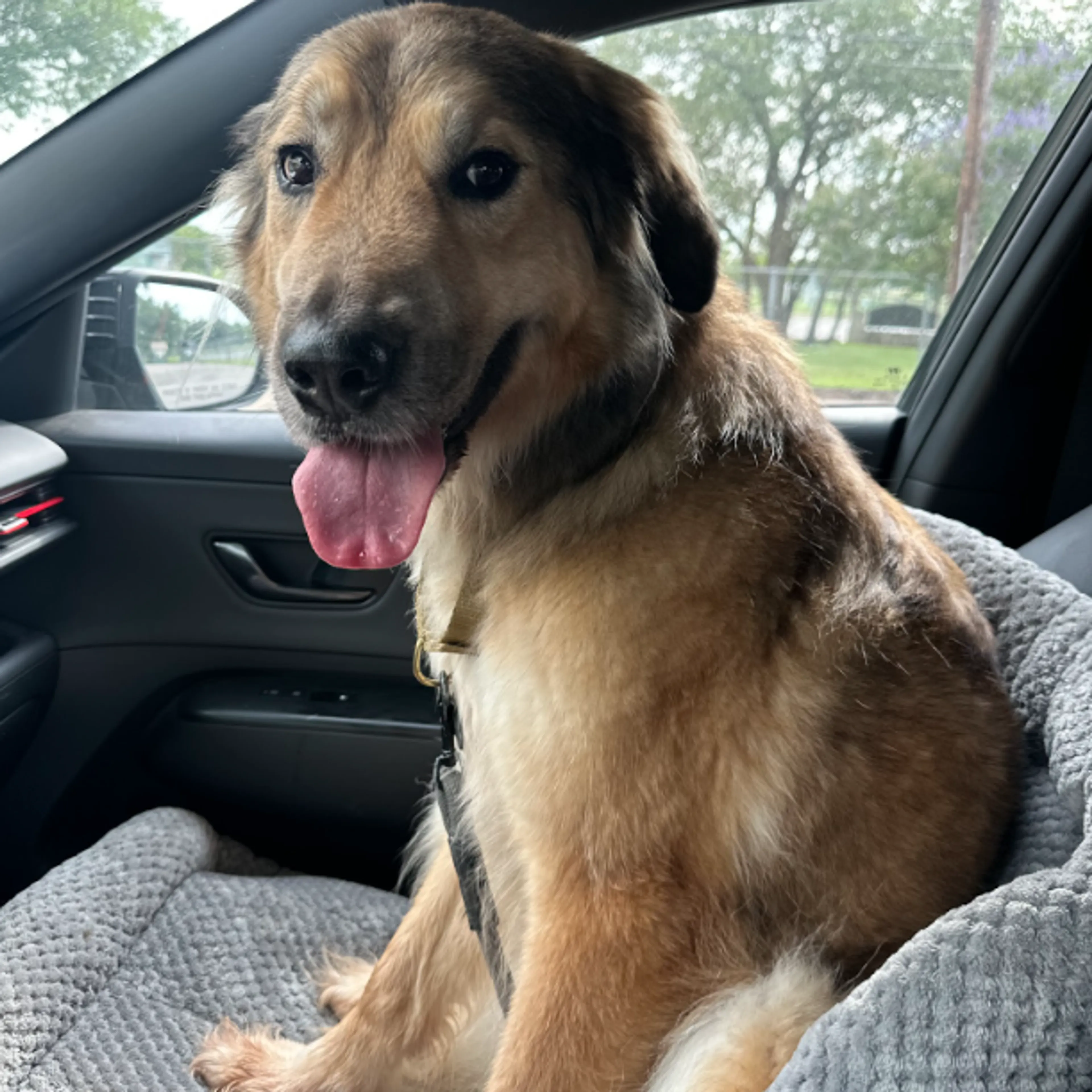 Found pet-4