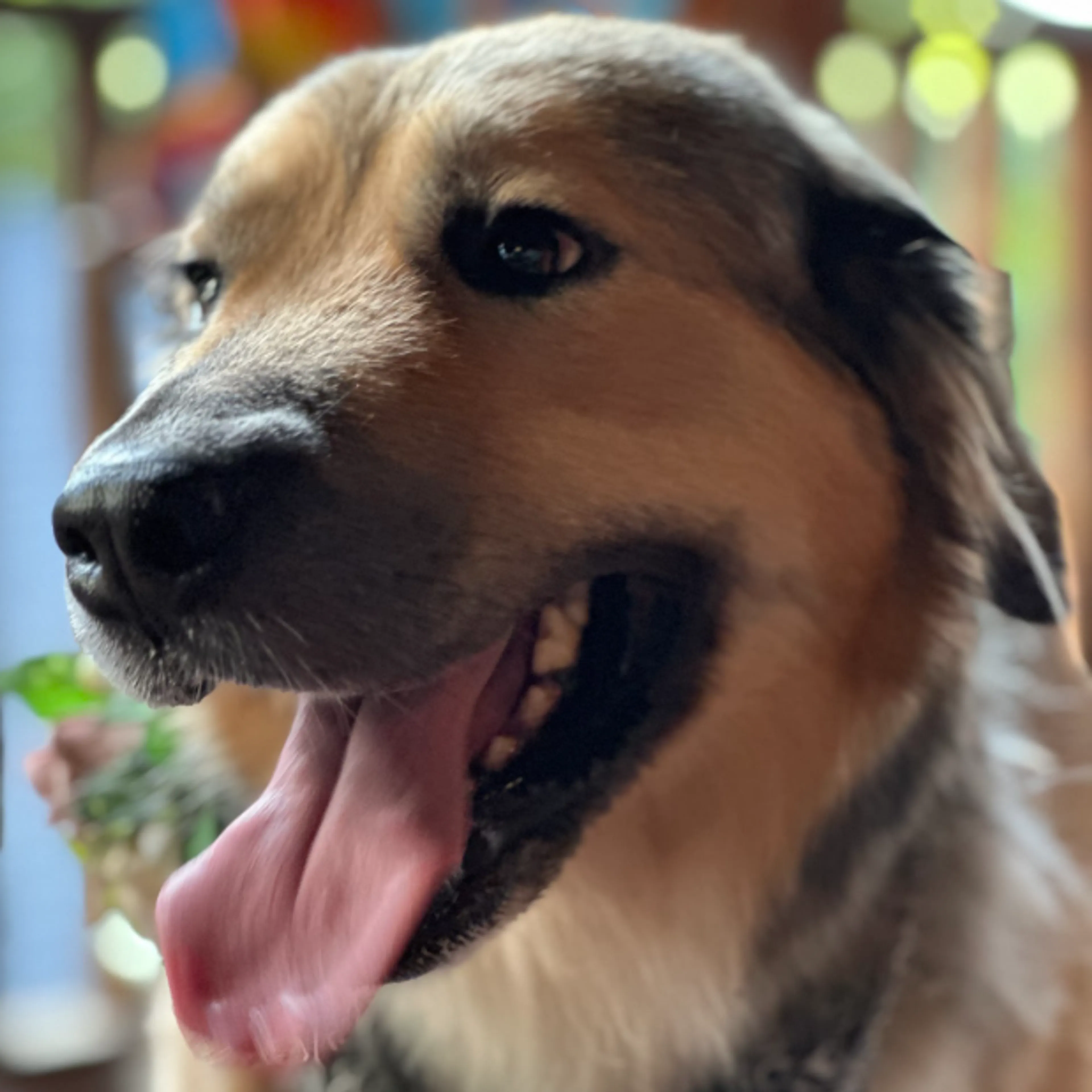 Found pet-3