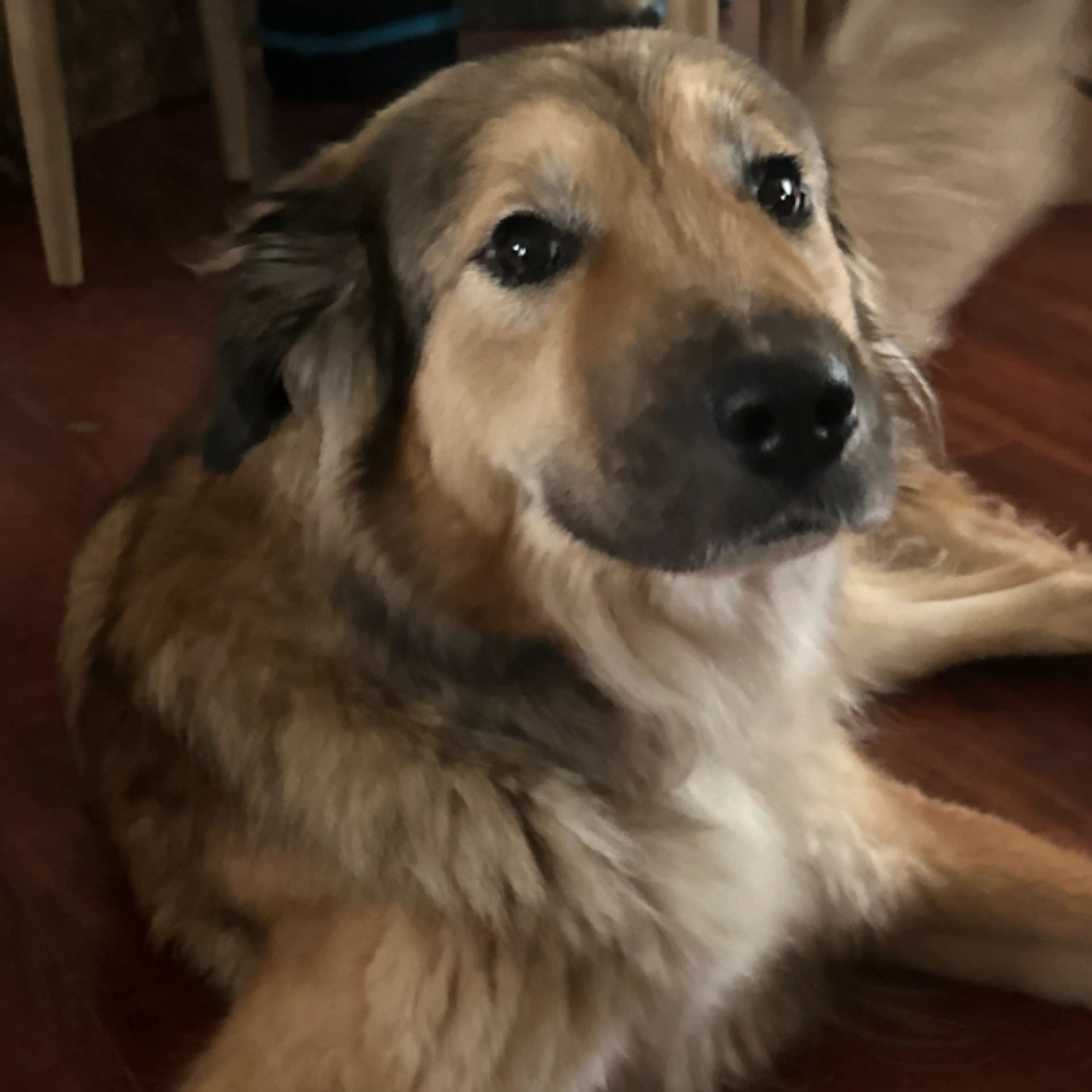 Found pet-0