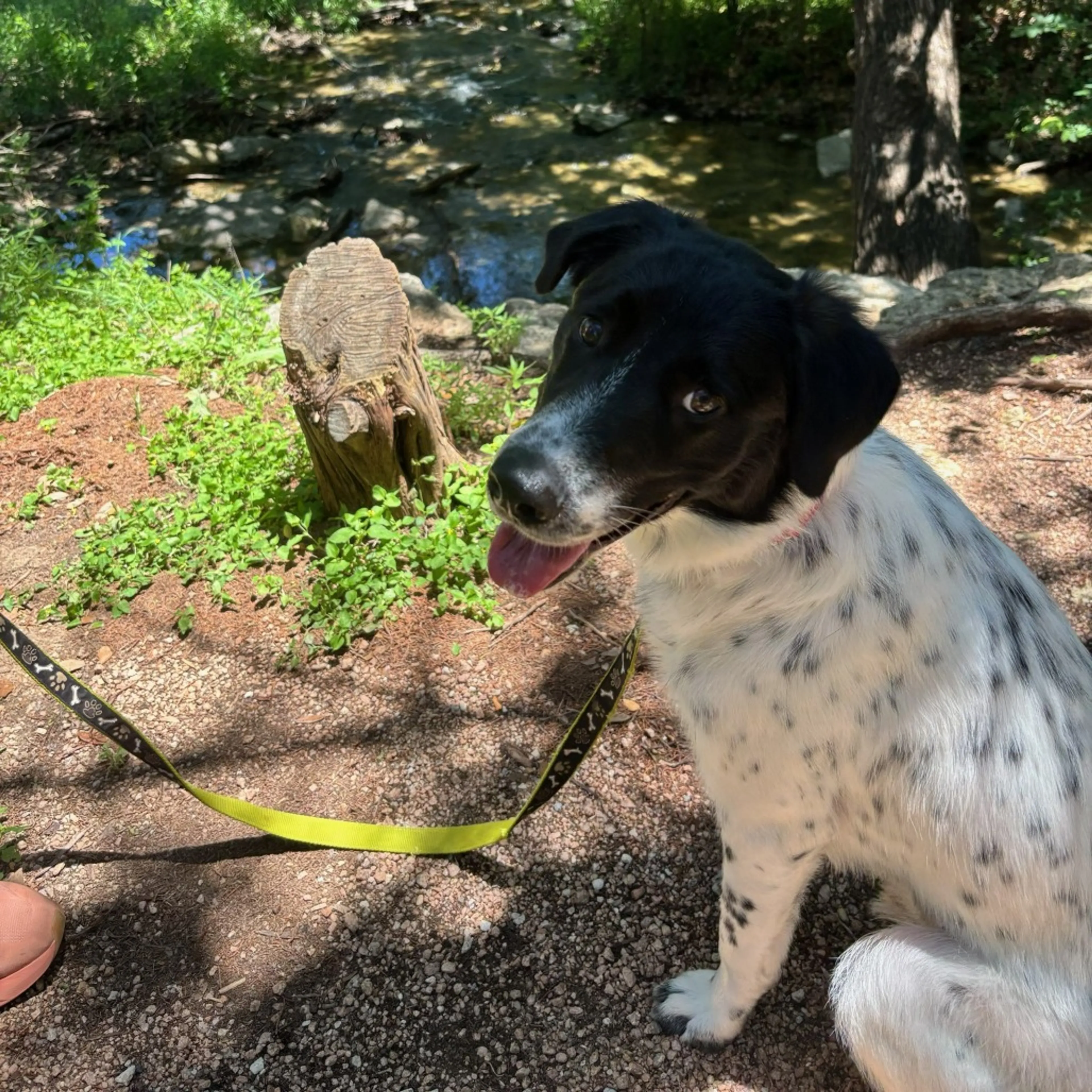 Found pet