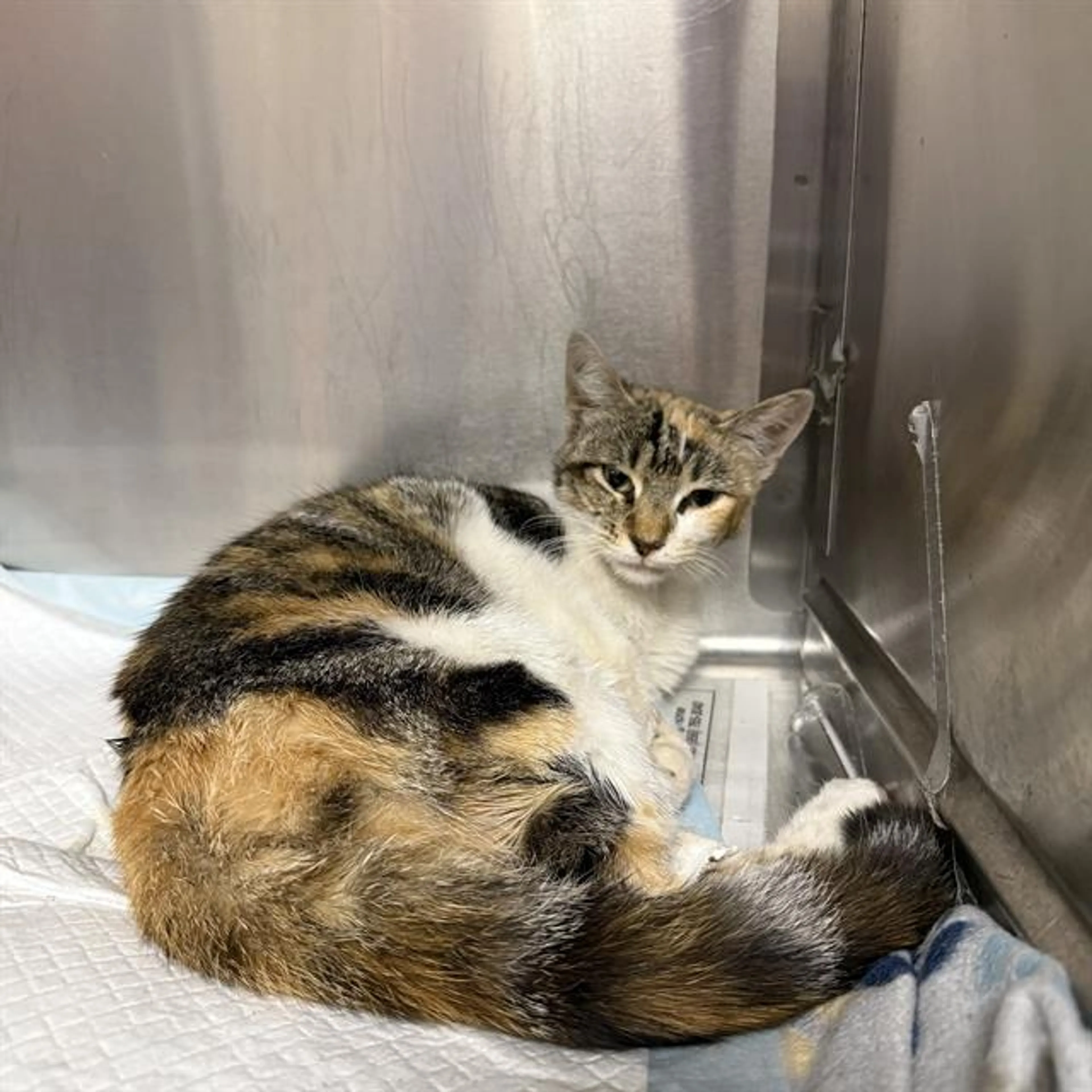 Found pet