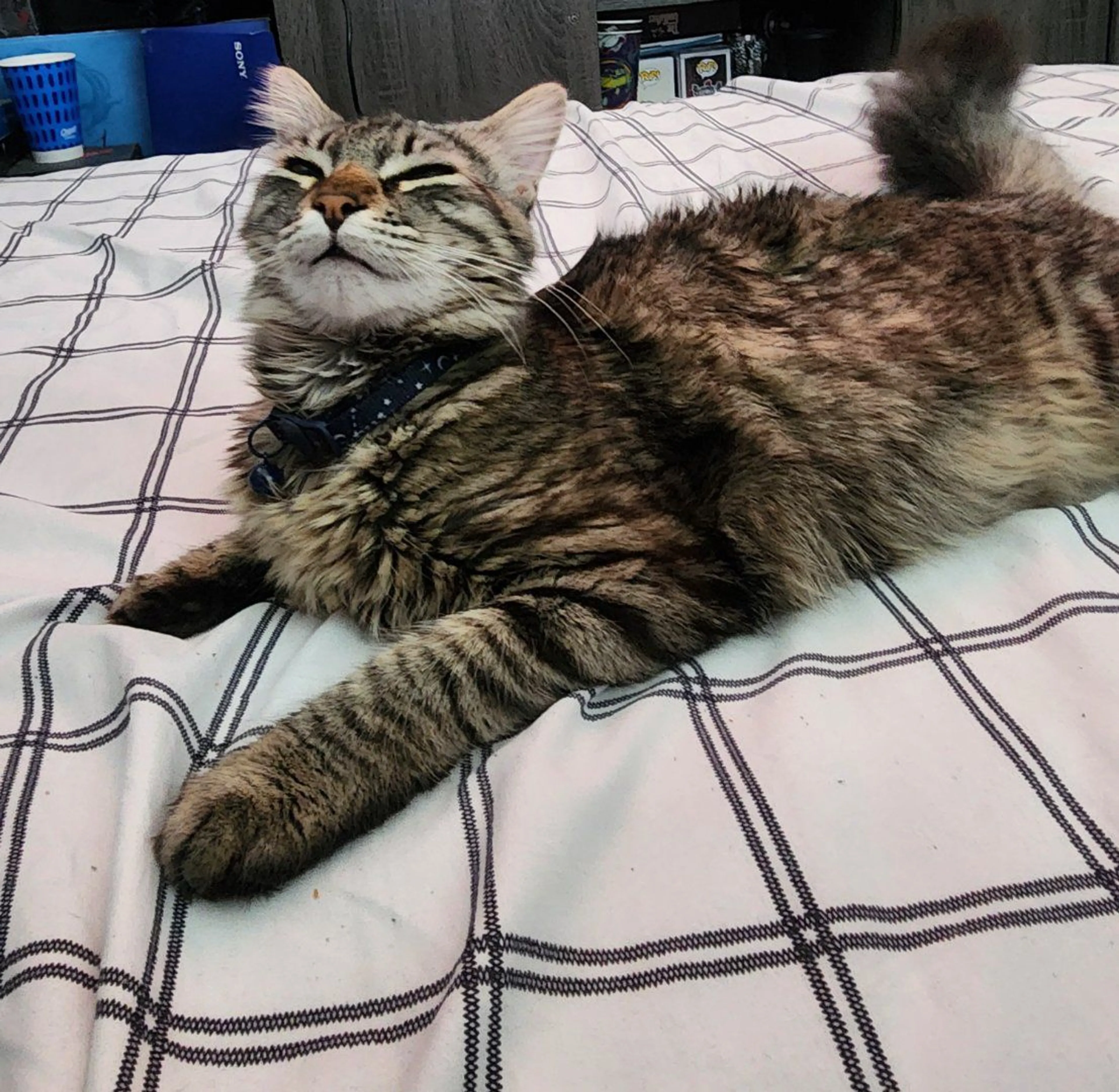 Lost pet