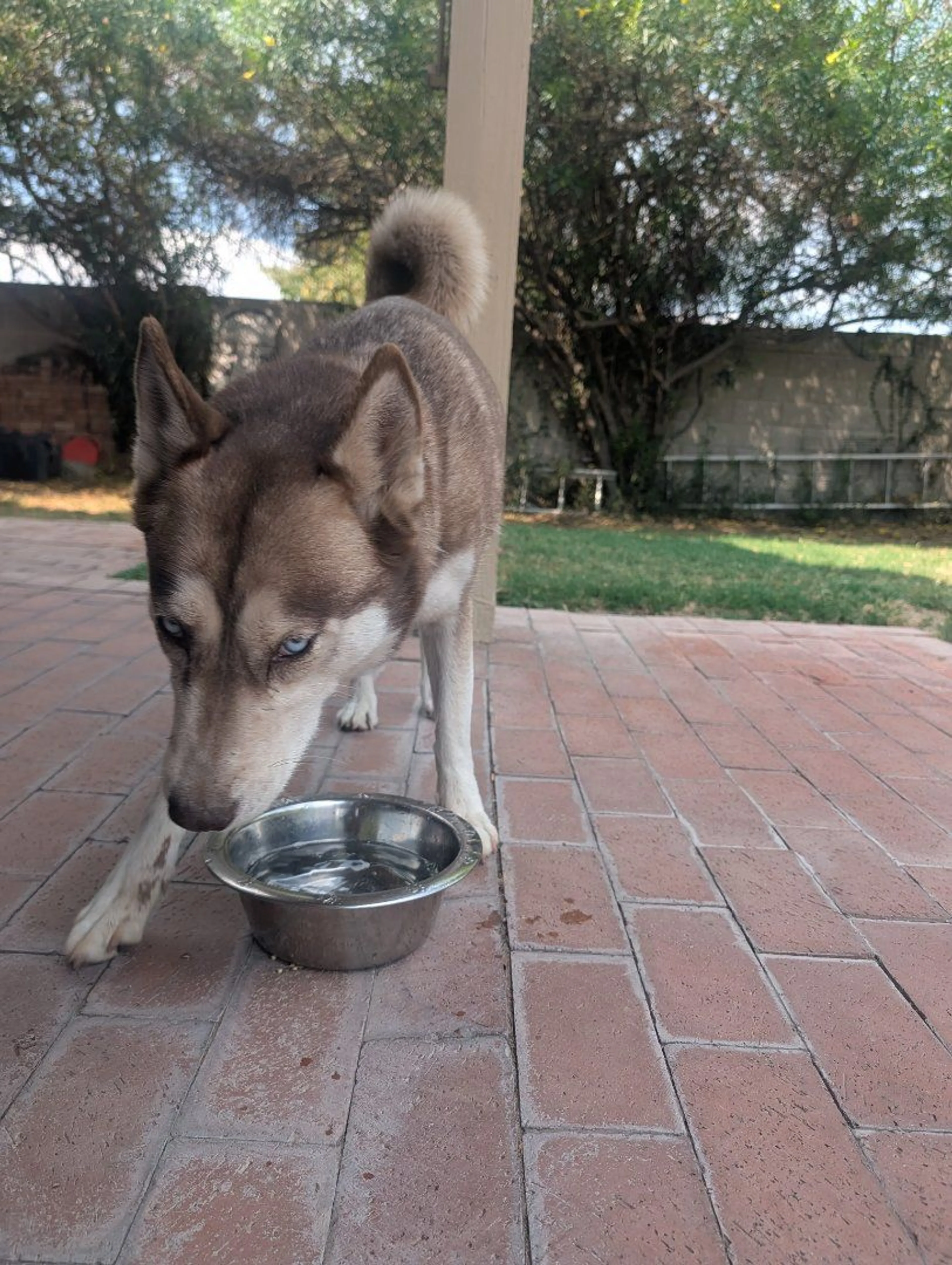 Lost pet
