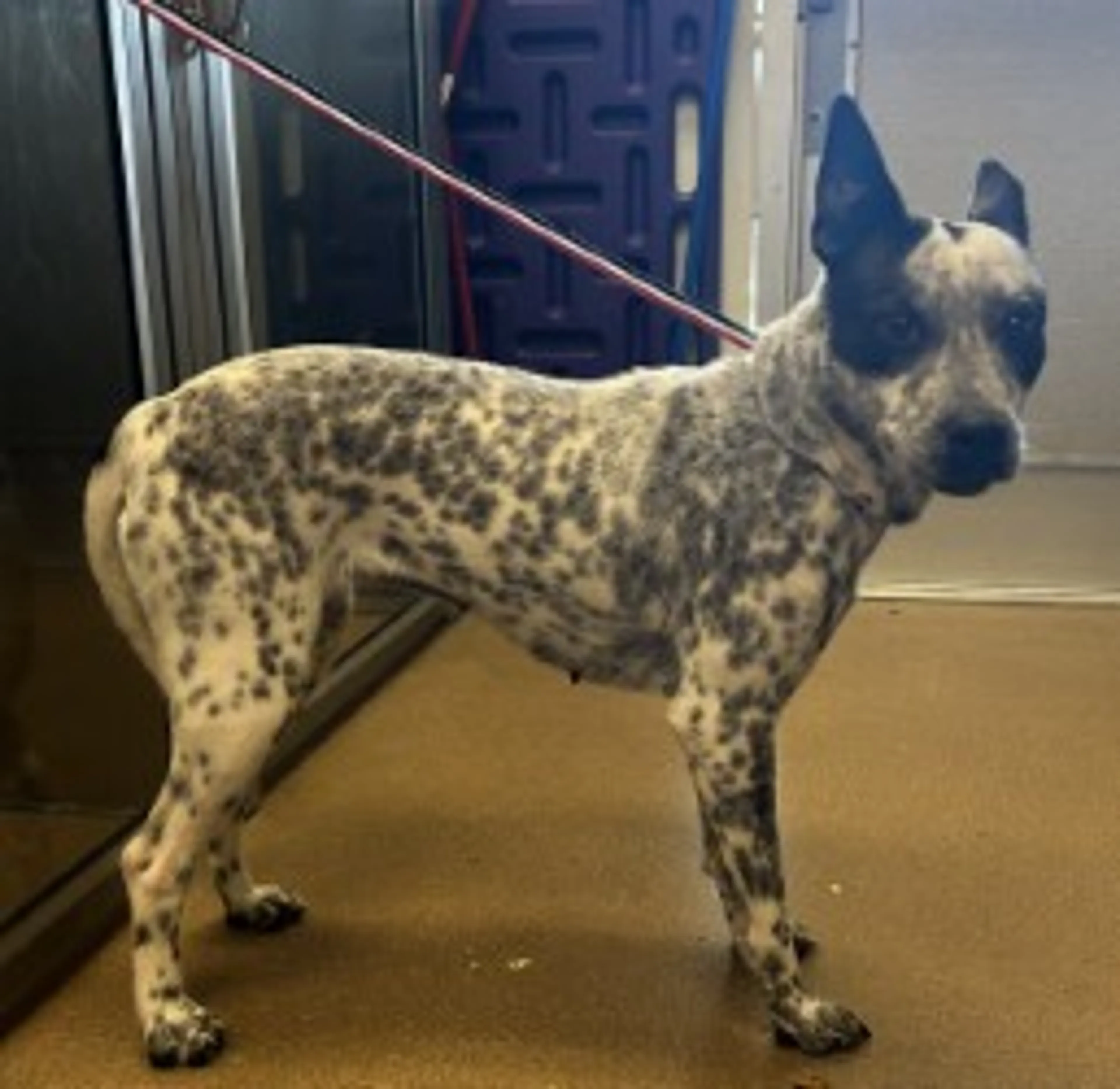 Found pet-1