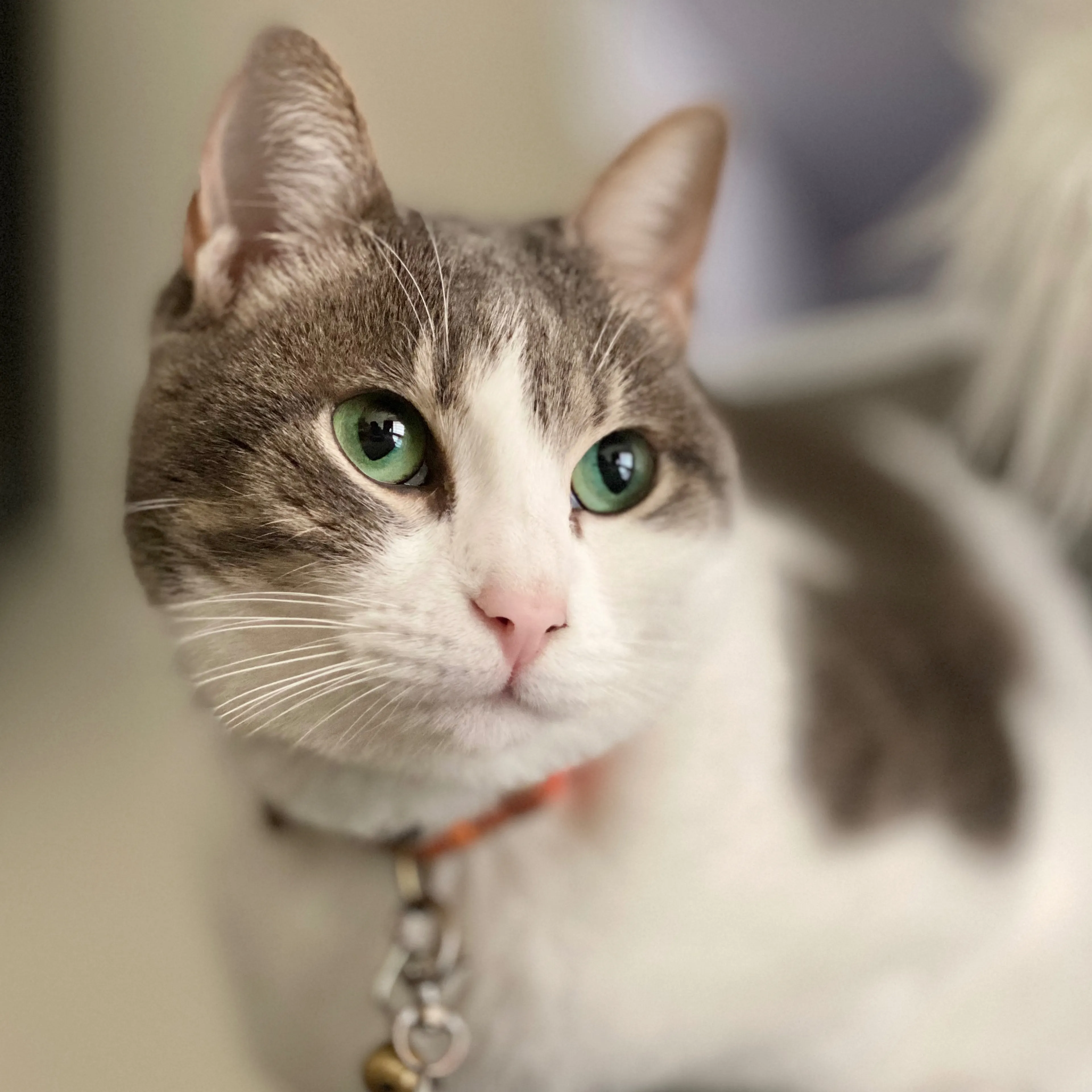Lost pet-2