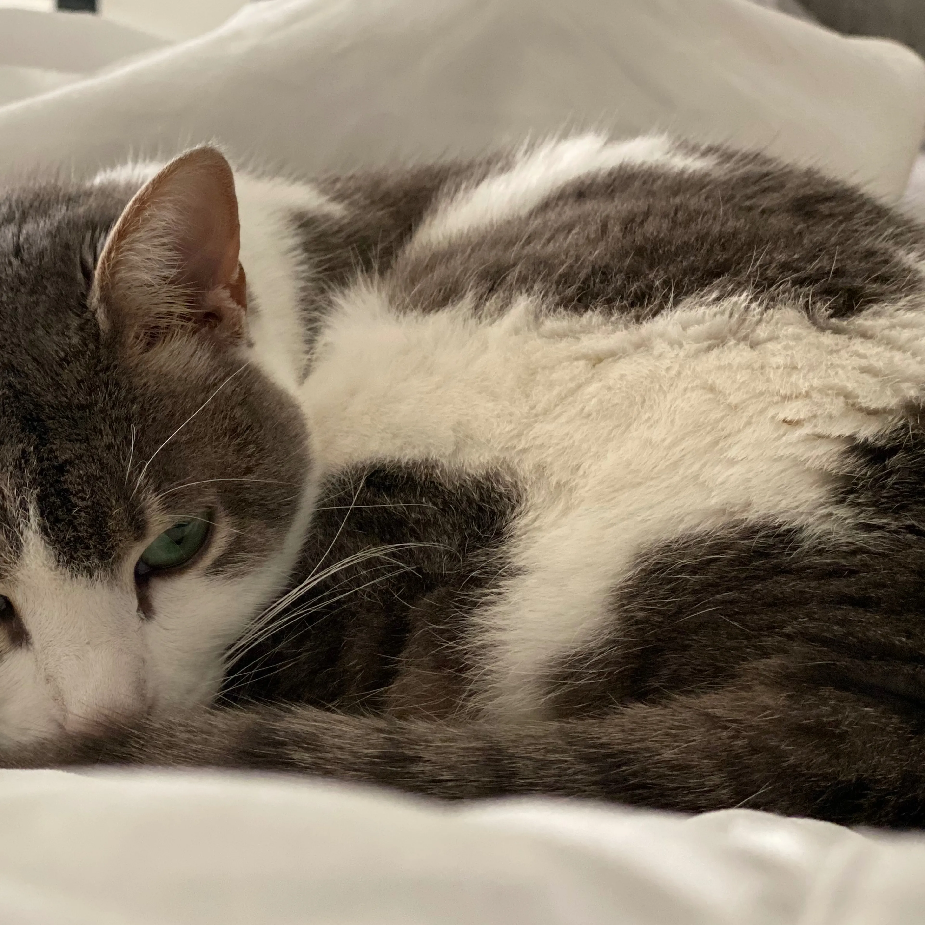 Lost pet-3