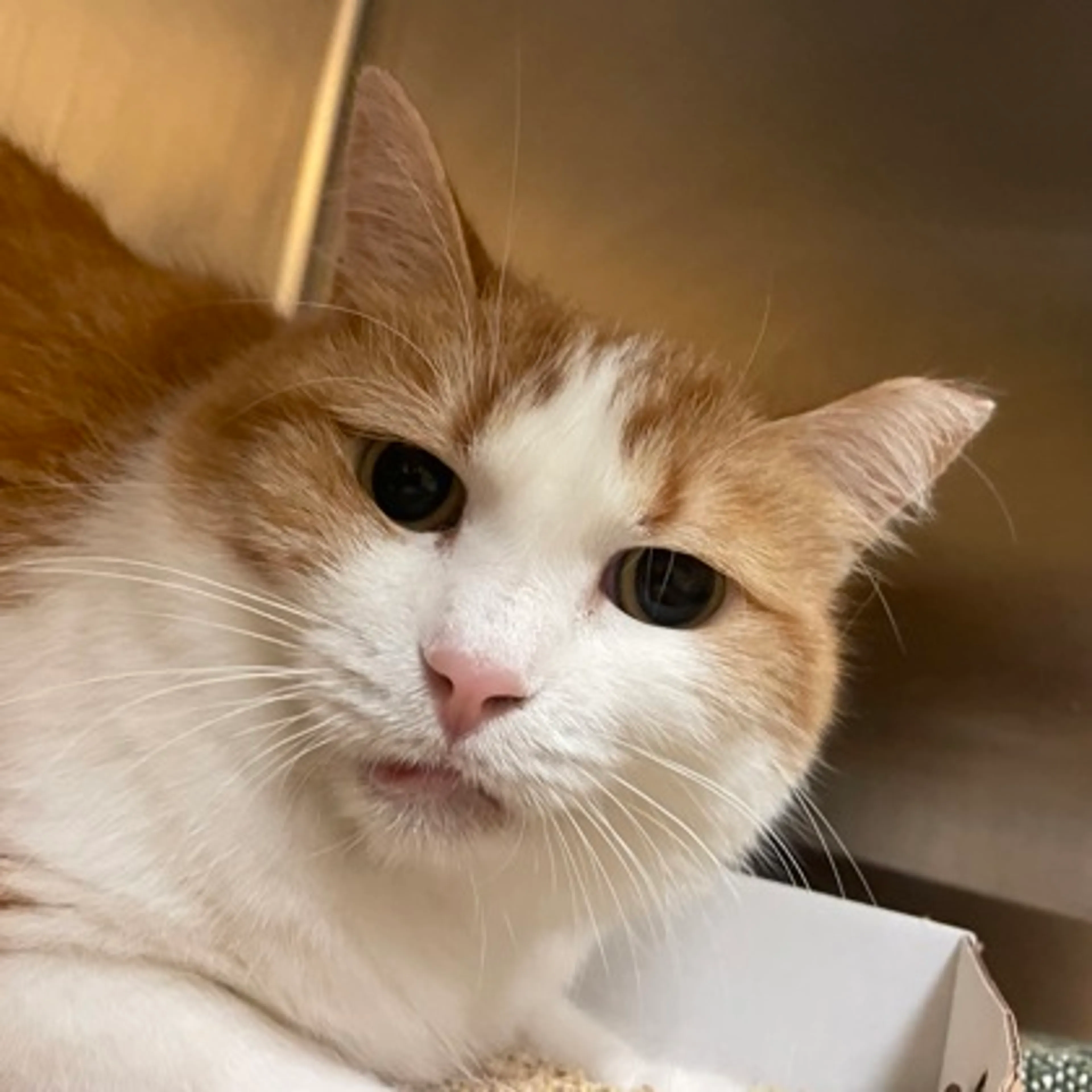 Found pet-1