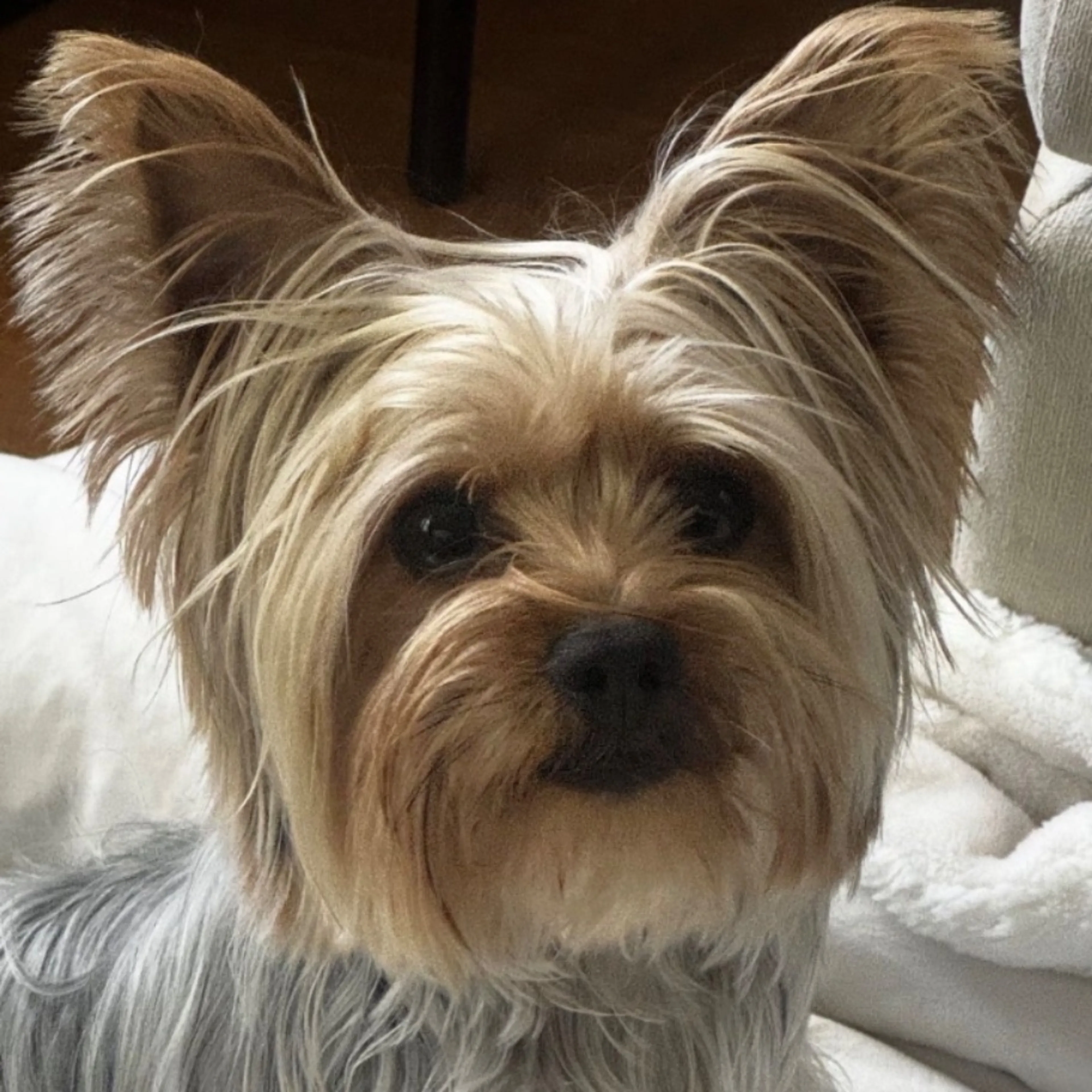 Lost pet